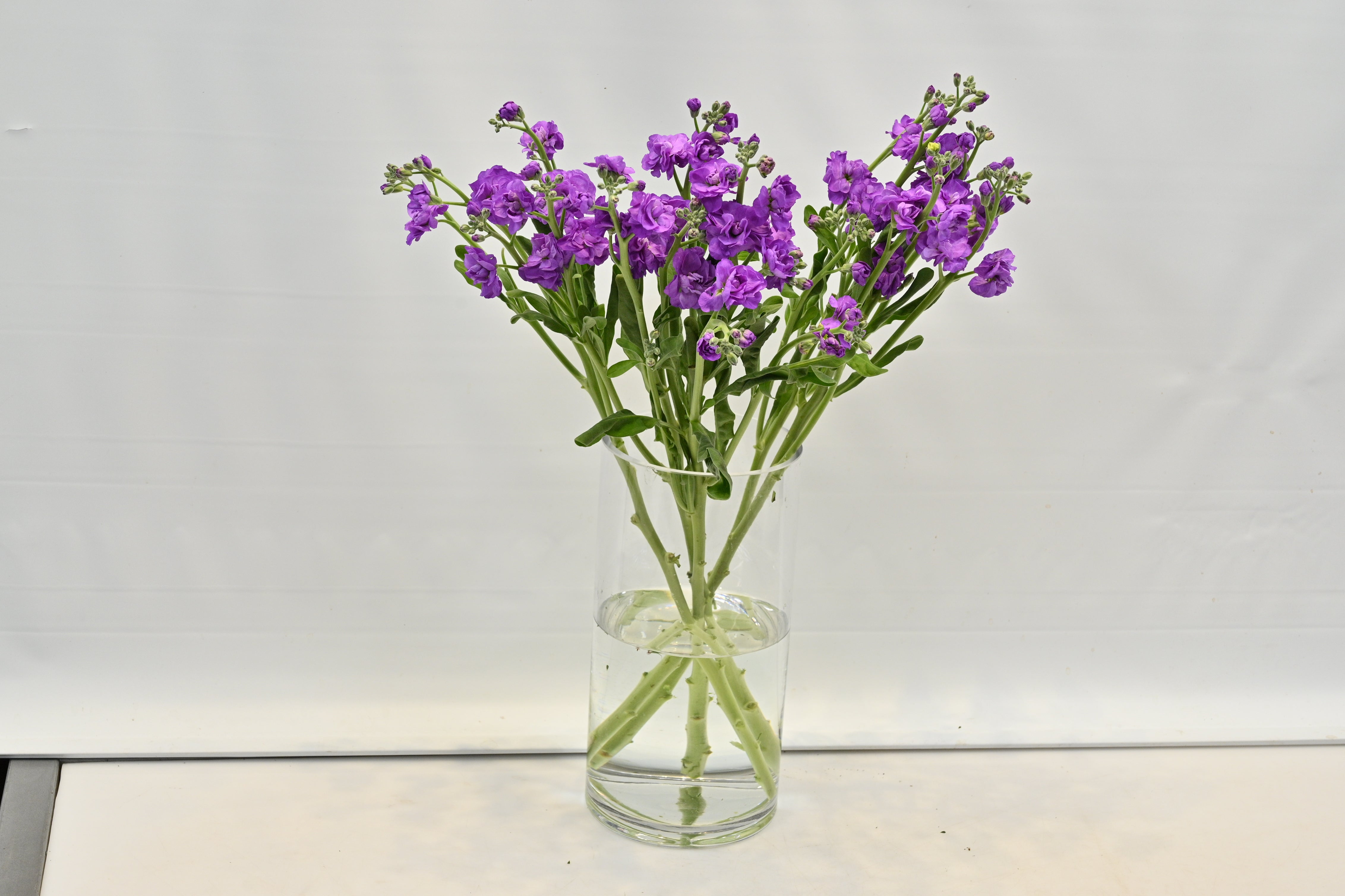 STOCK PURPLE Small