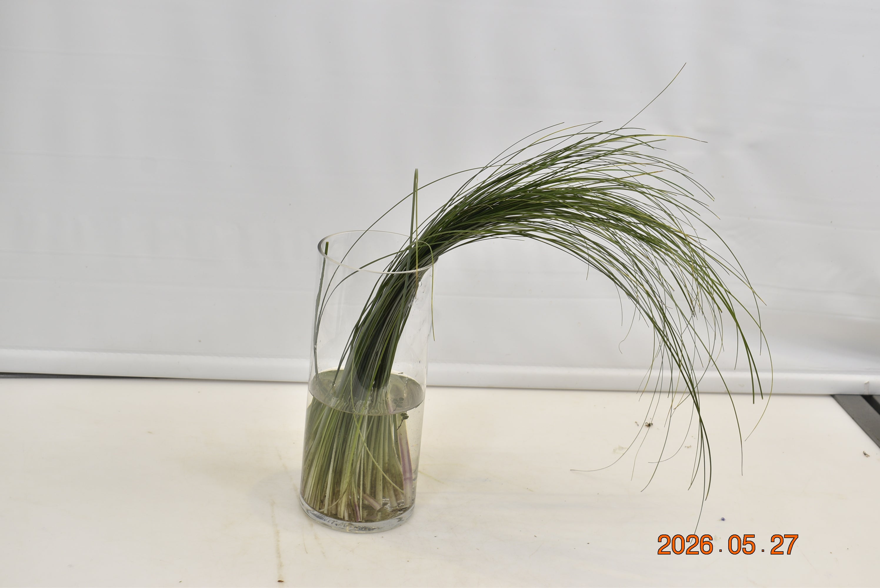 BEAR GRASS 150g Small