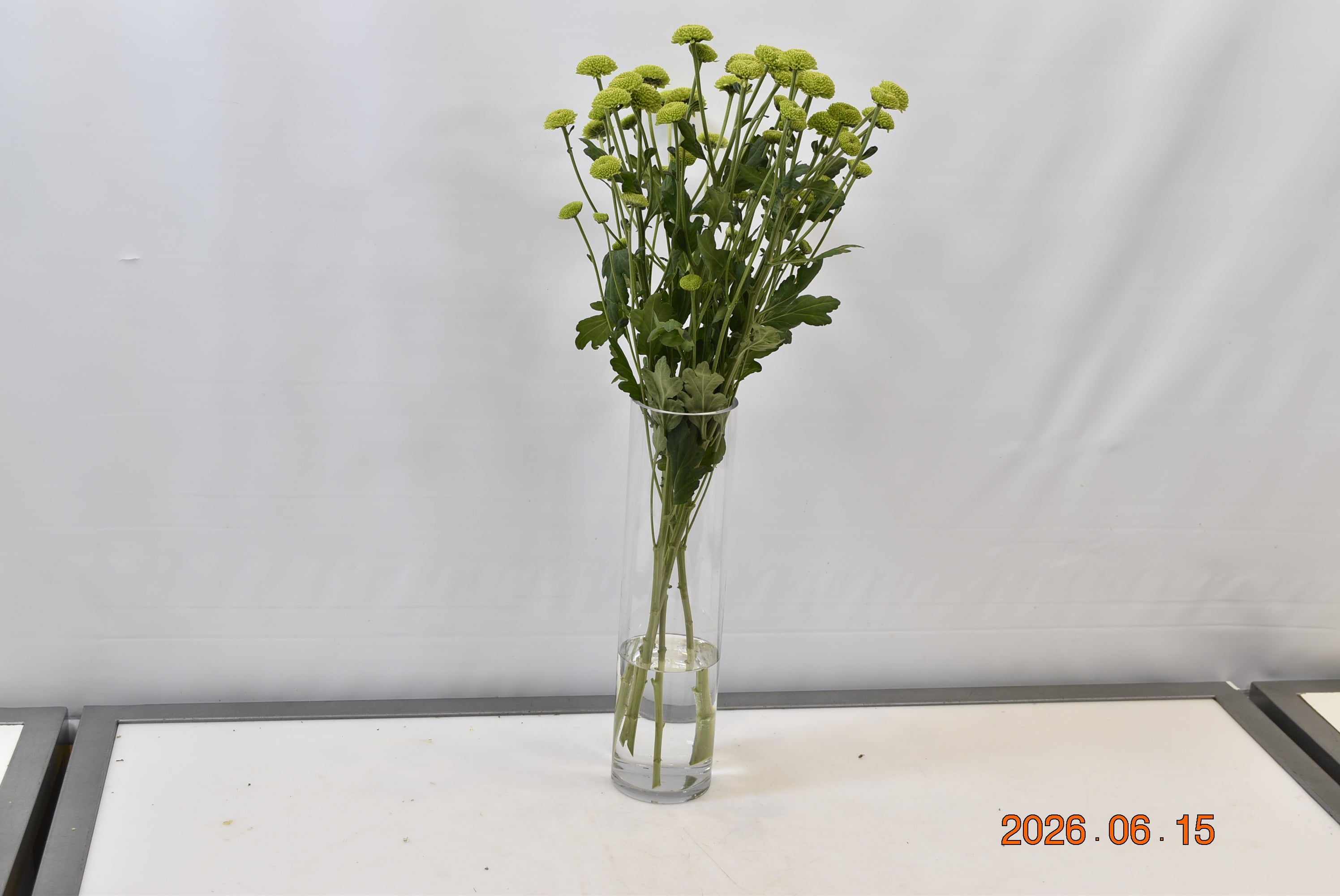 Chrysanthemum Green Button Small