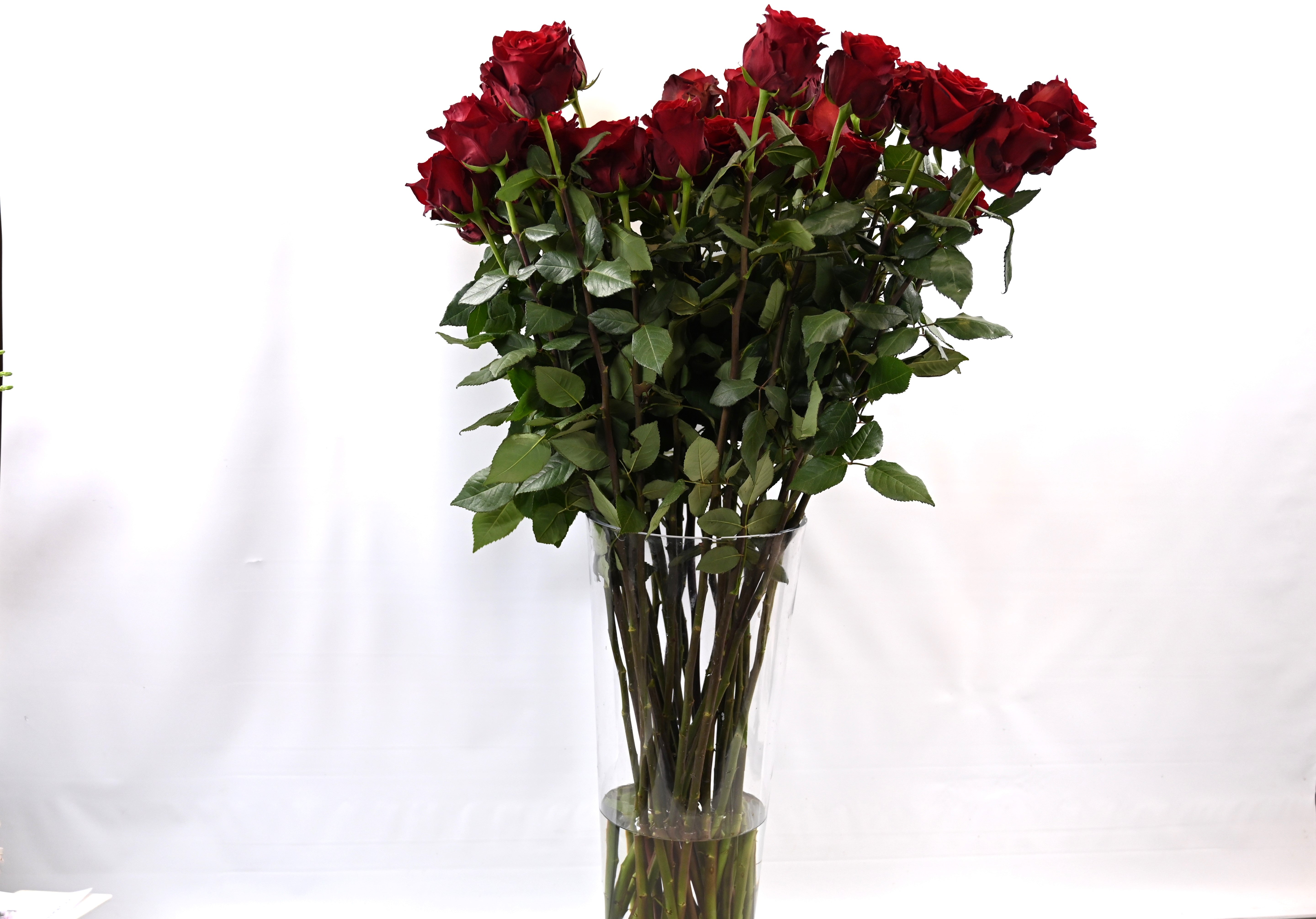 Rose Explorer 100cm Small