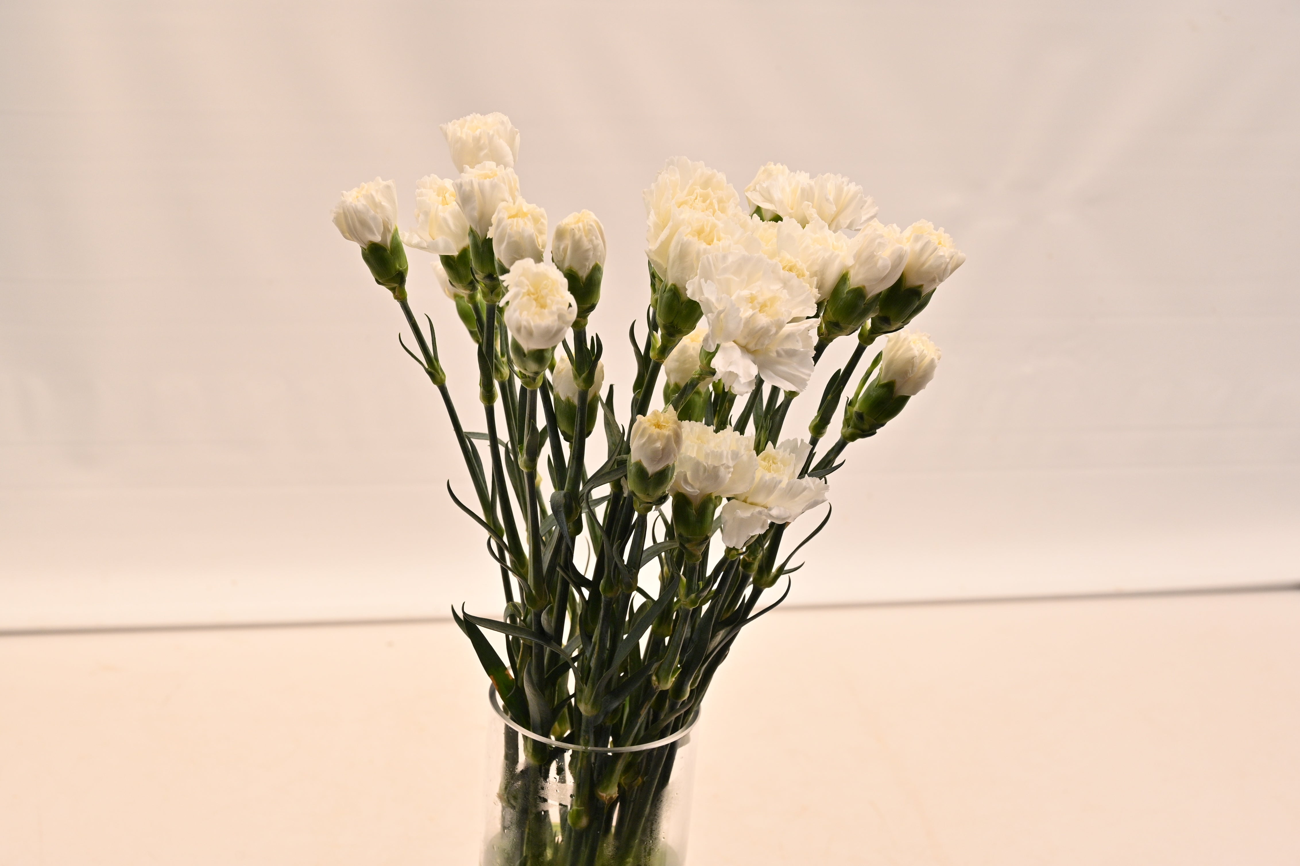 CARNATION WHITE Small
