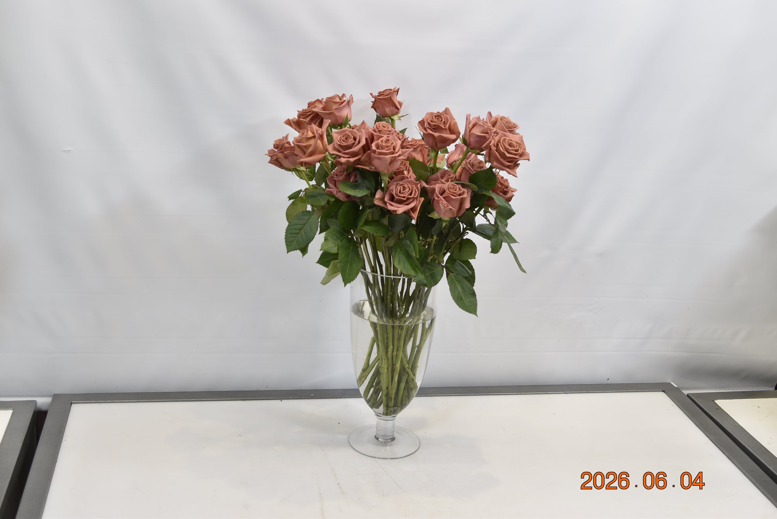 Rose Barista Small