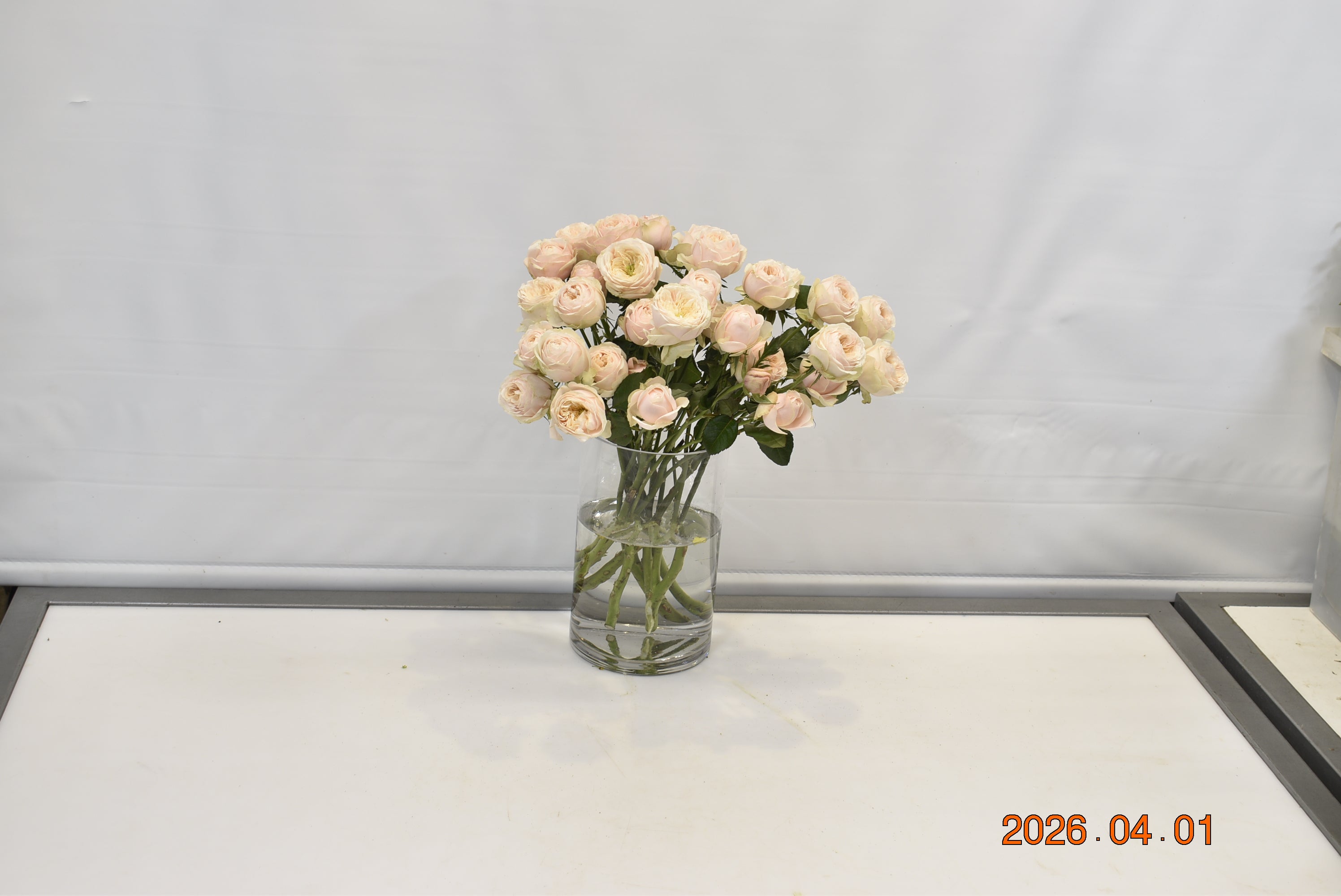 Rose Darlington Small
