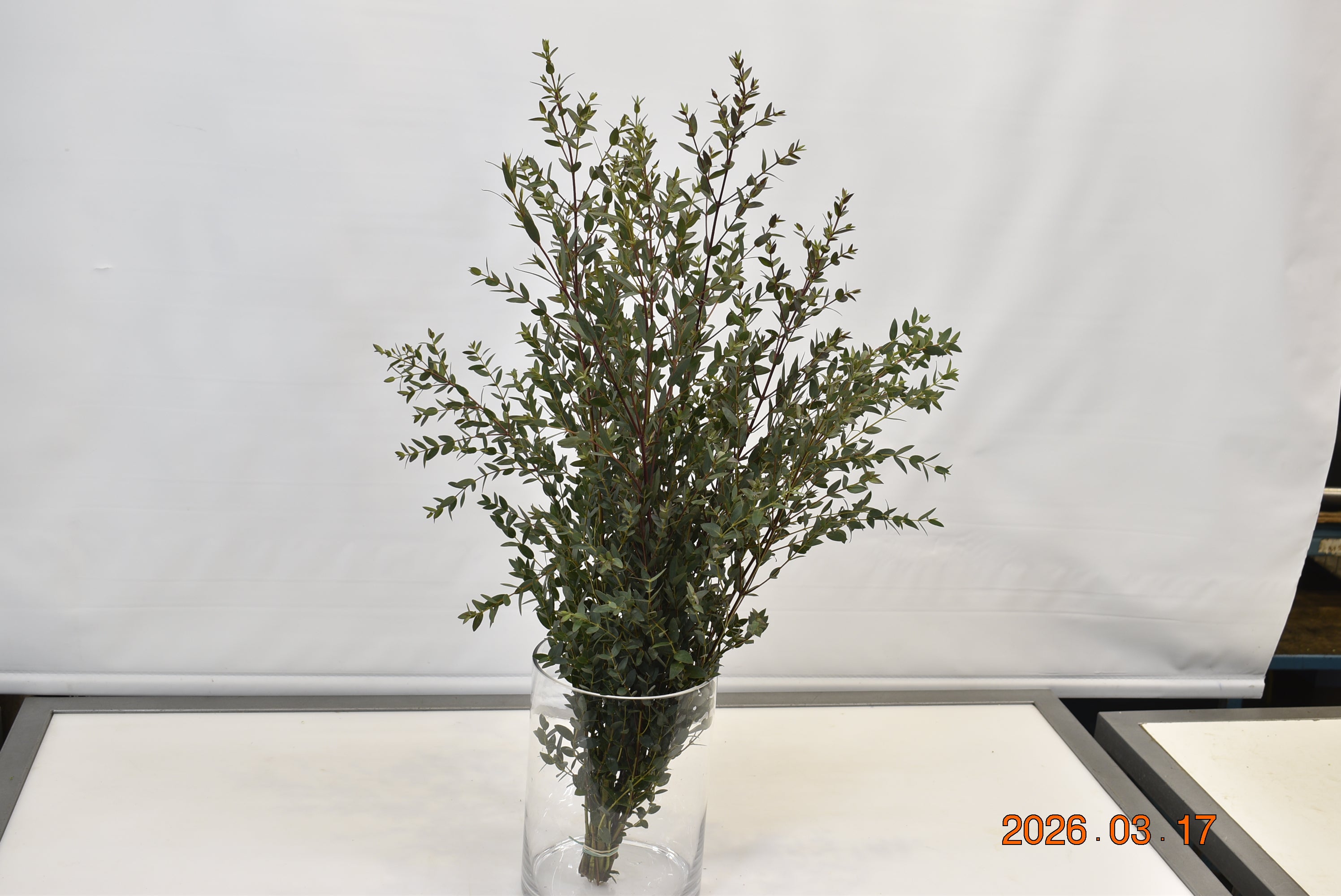 EUCALYPTUS PARVIFOLIA 350g Small