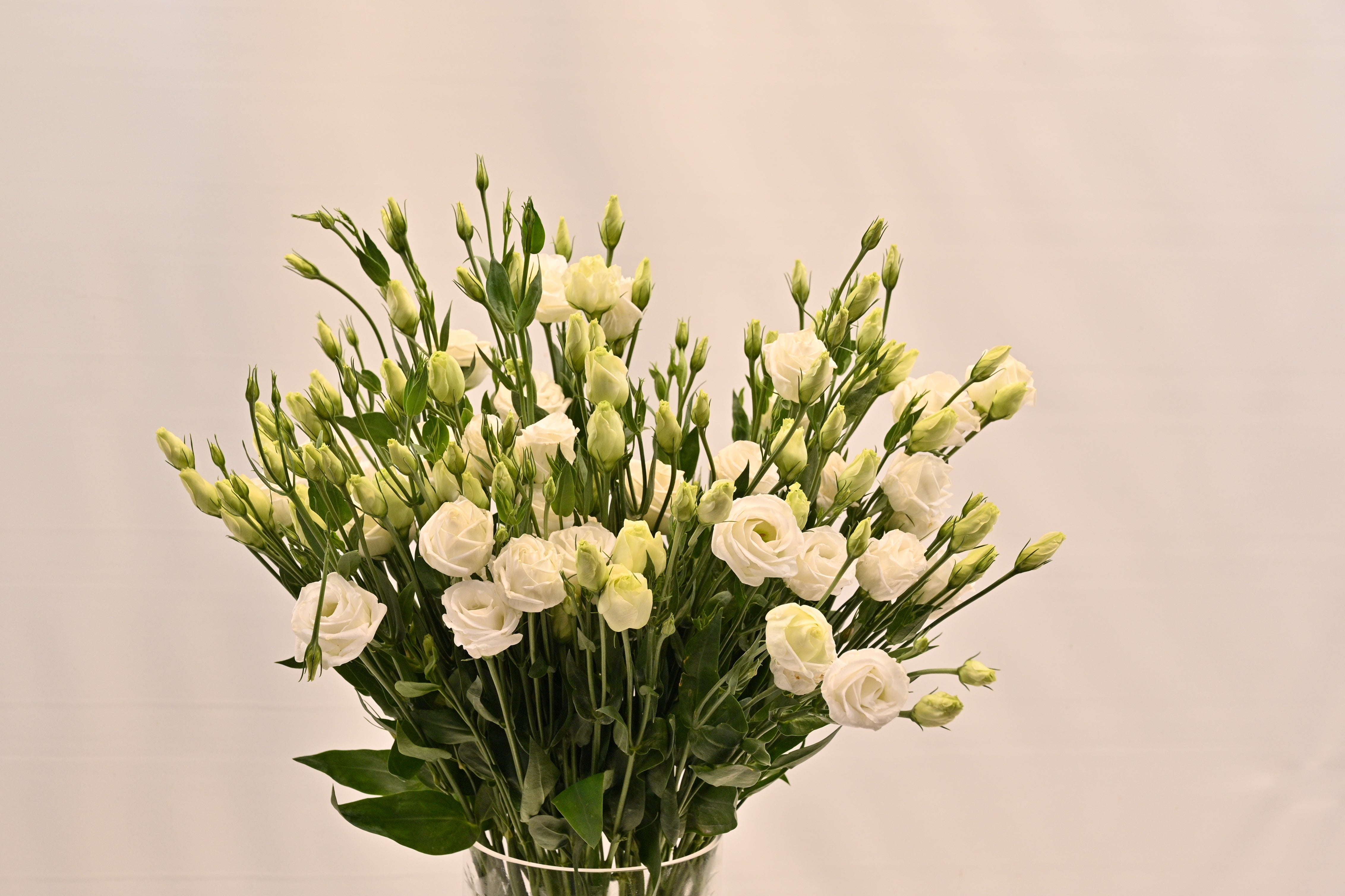 LISIANTHUS DBL WHITE Small