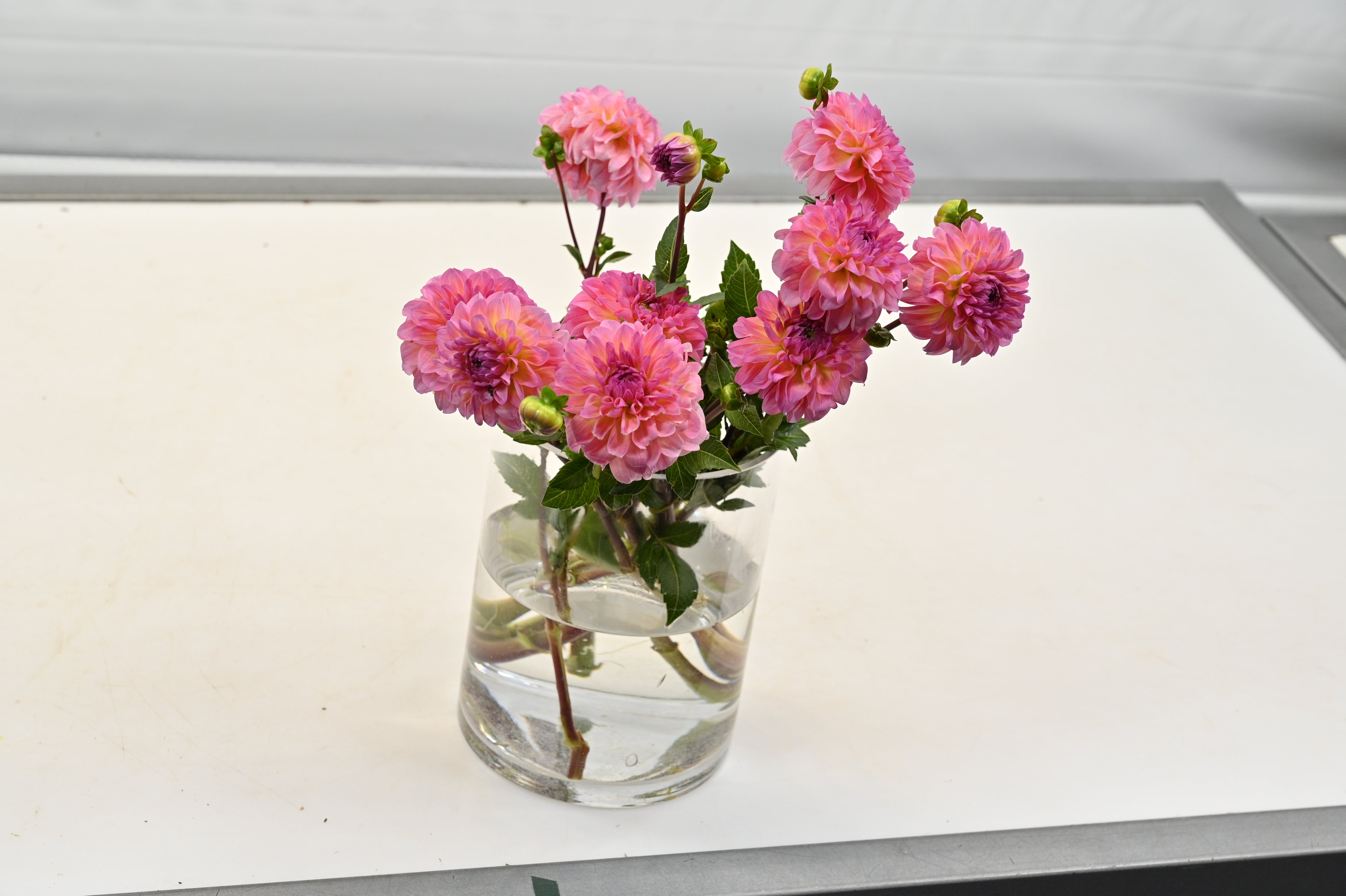 DAHLIA SALMON BALL Small