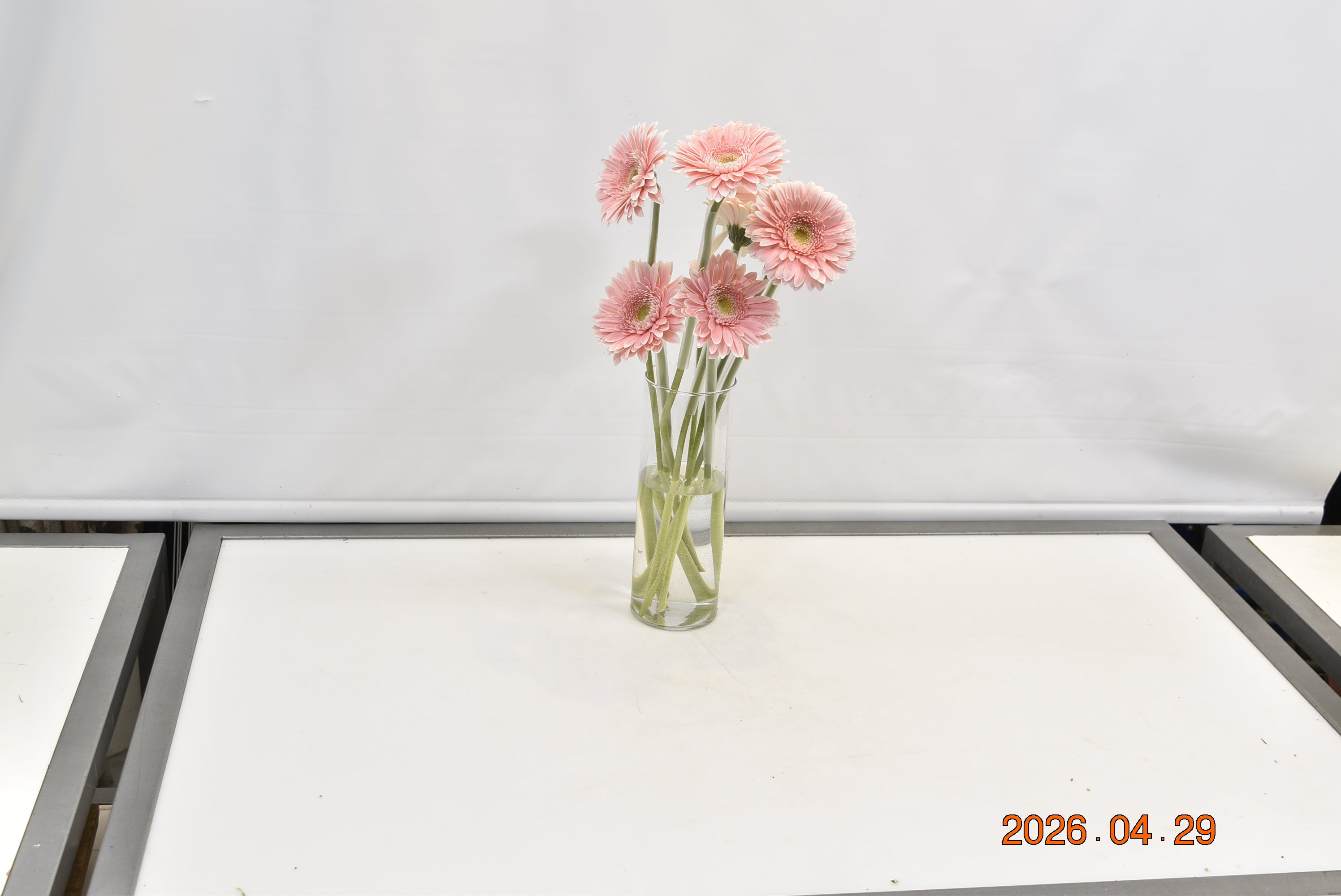 GERBERA SUGARBABE Small