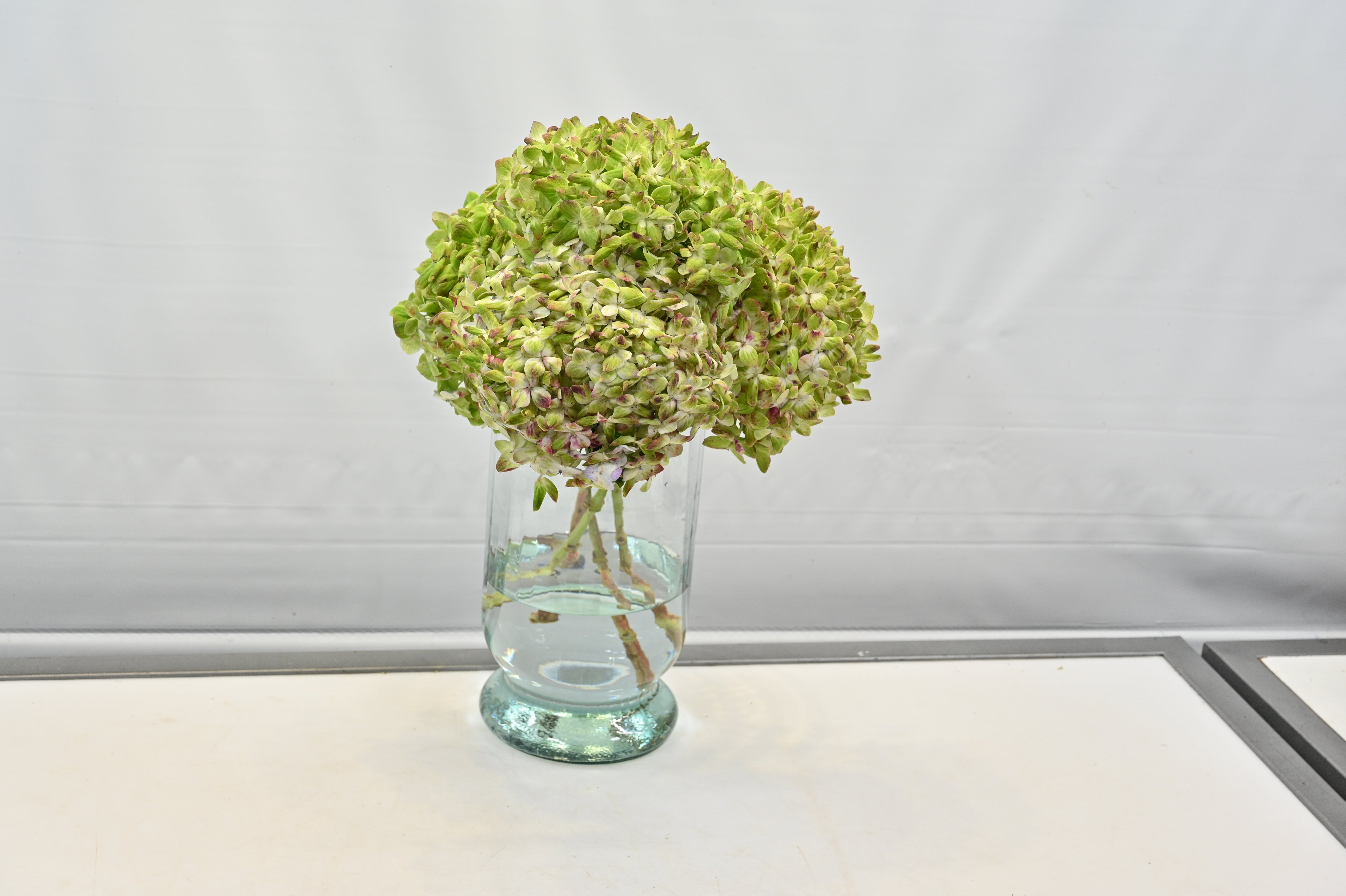Hydrangea Antique Red Small