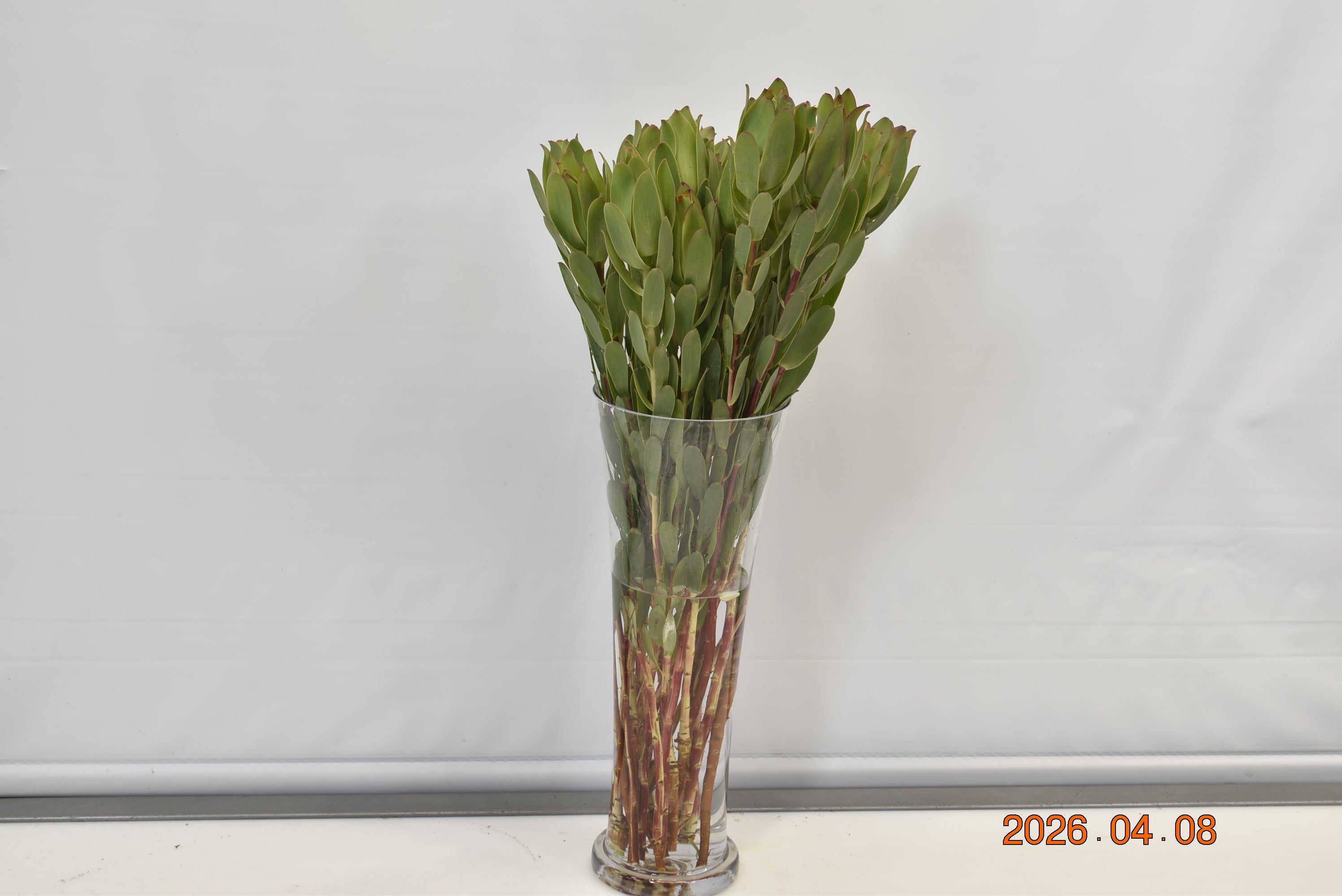 Leucadendron Mountain Rose Small
