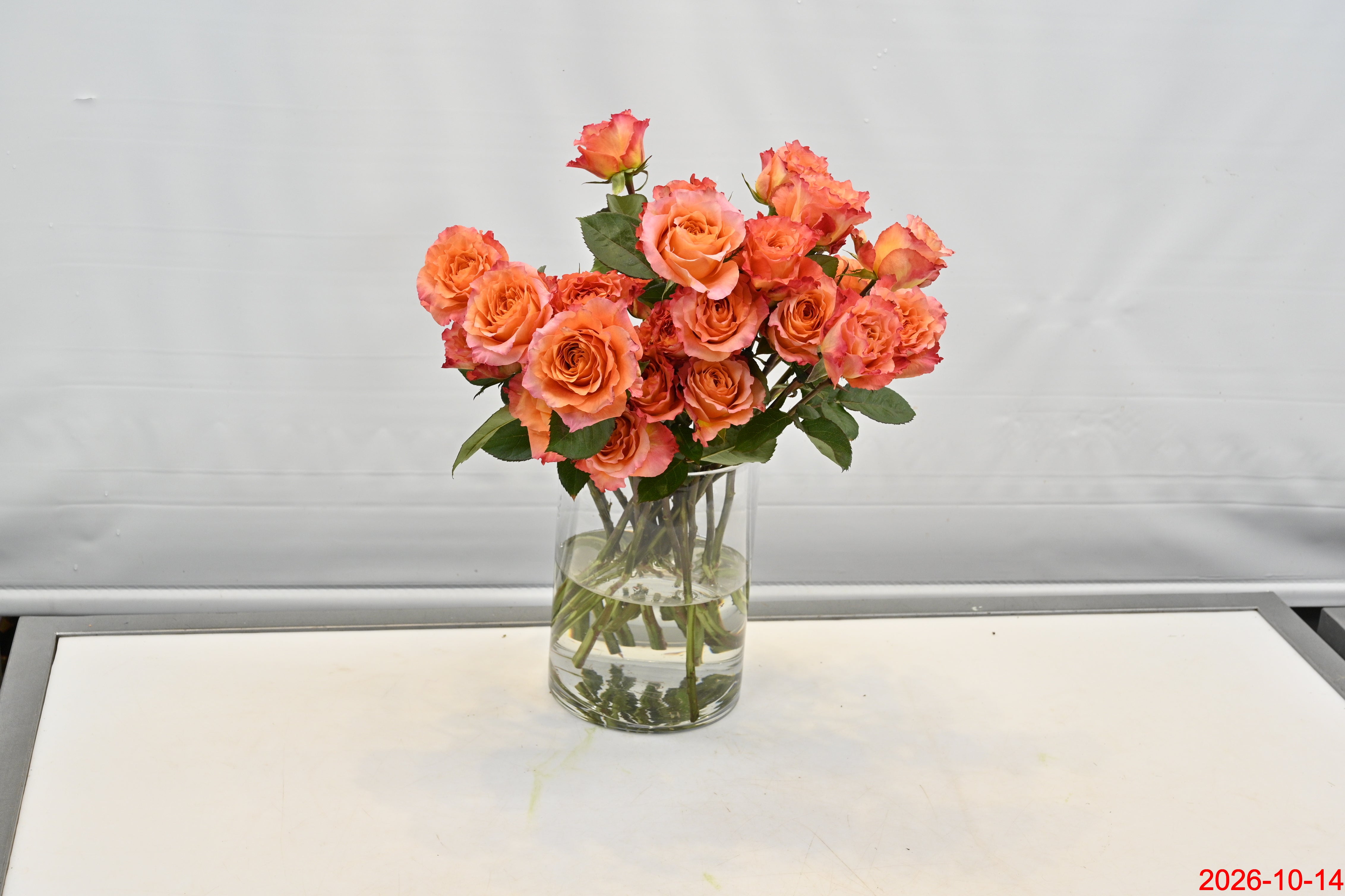 Rose Free Spirit Small