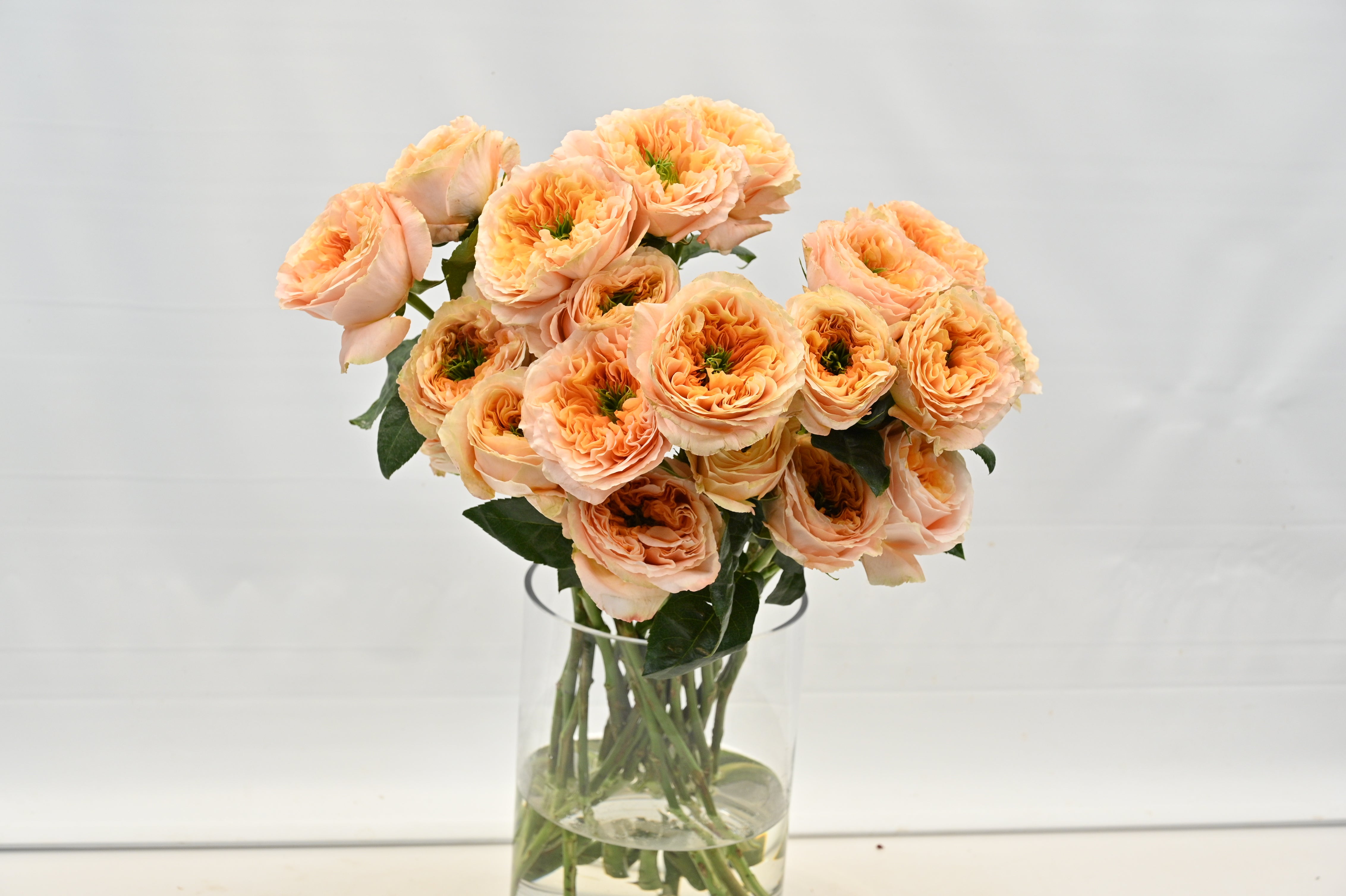 Rose Melon Xpression Small