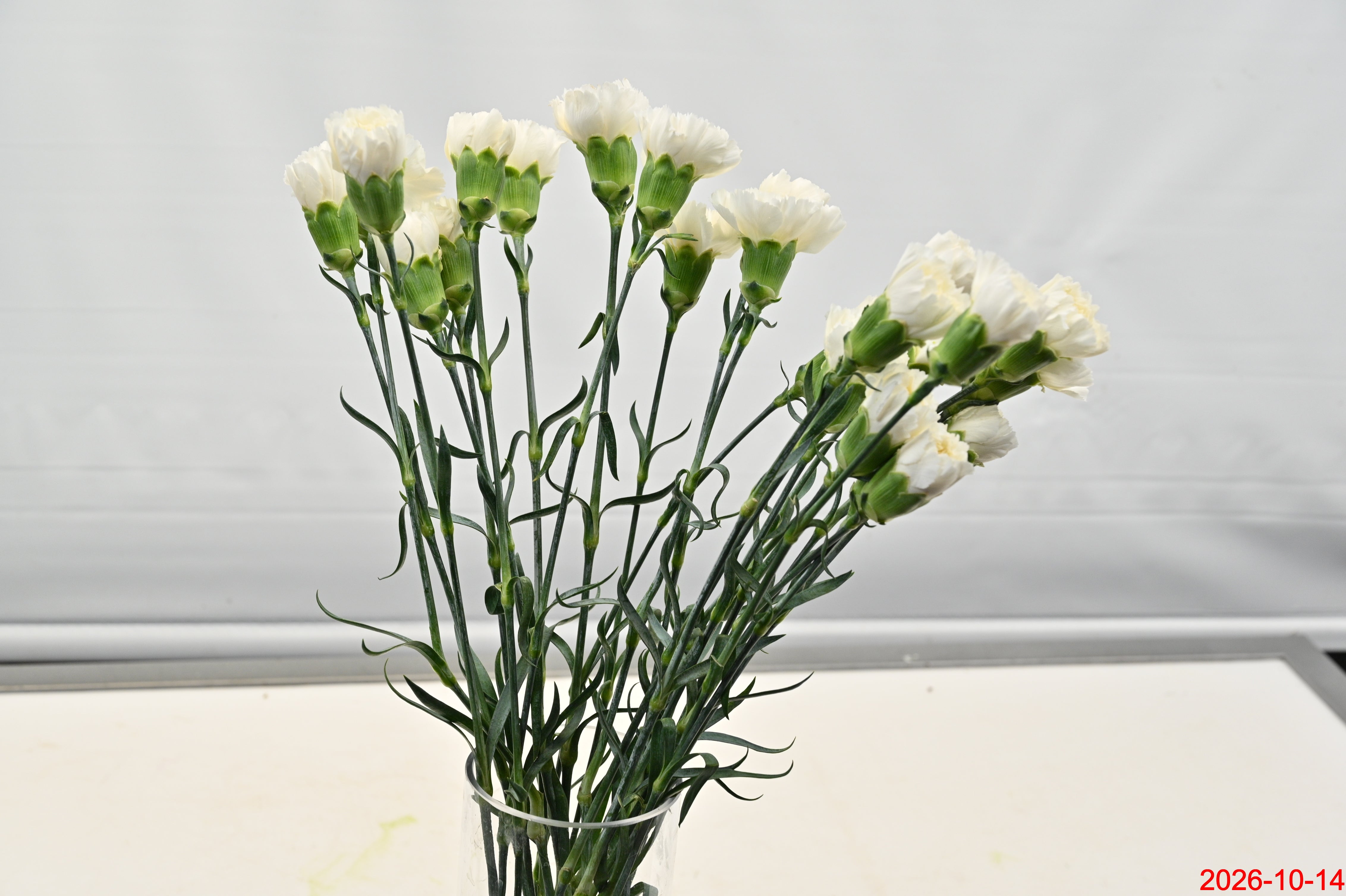 CARNATION WHITE Small