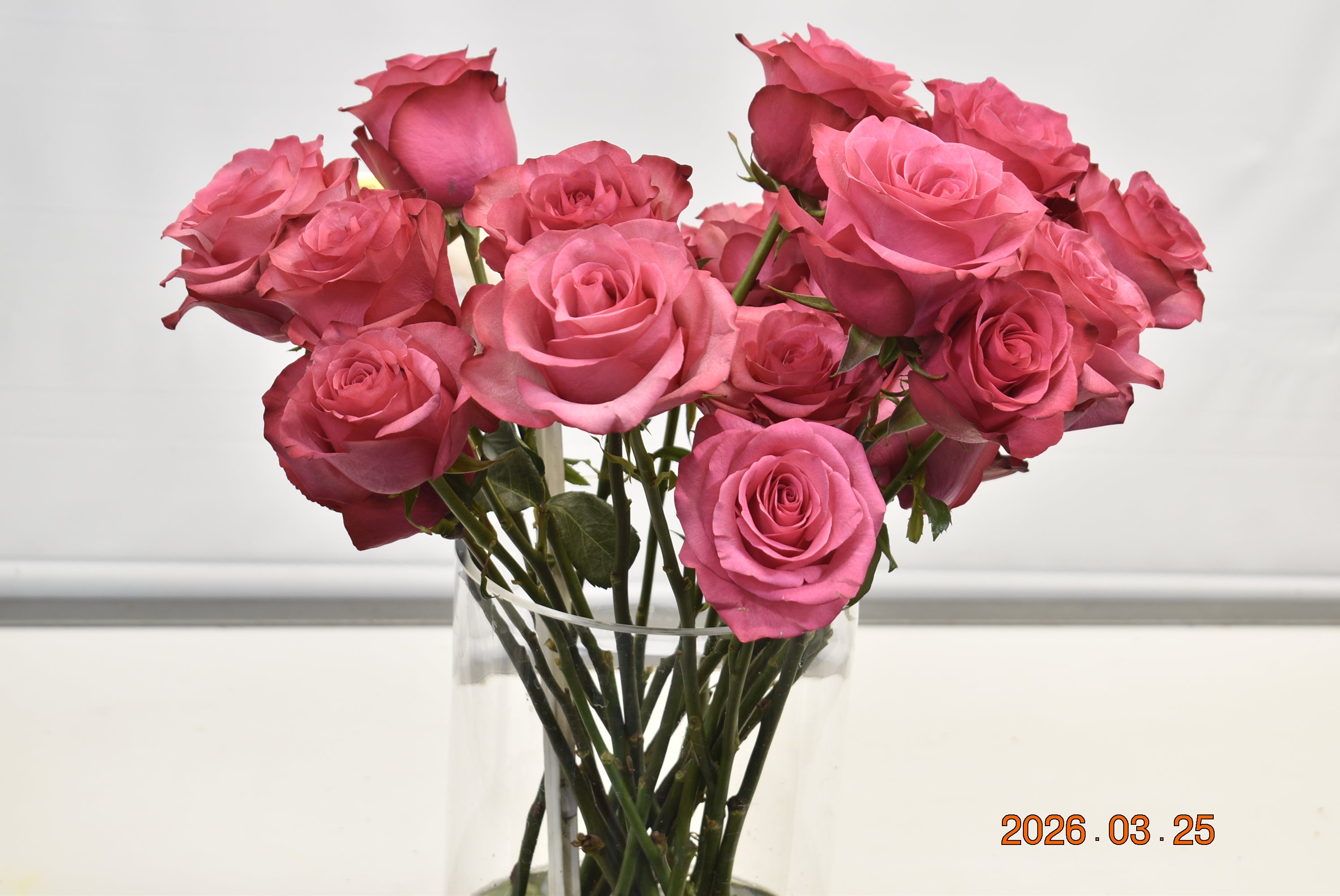 ROSE LOLA Small