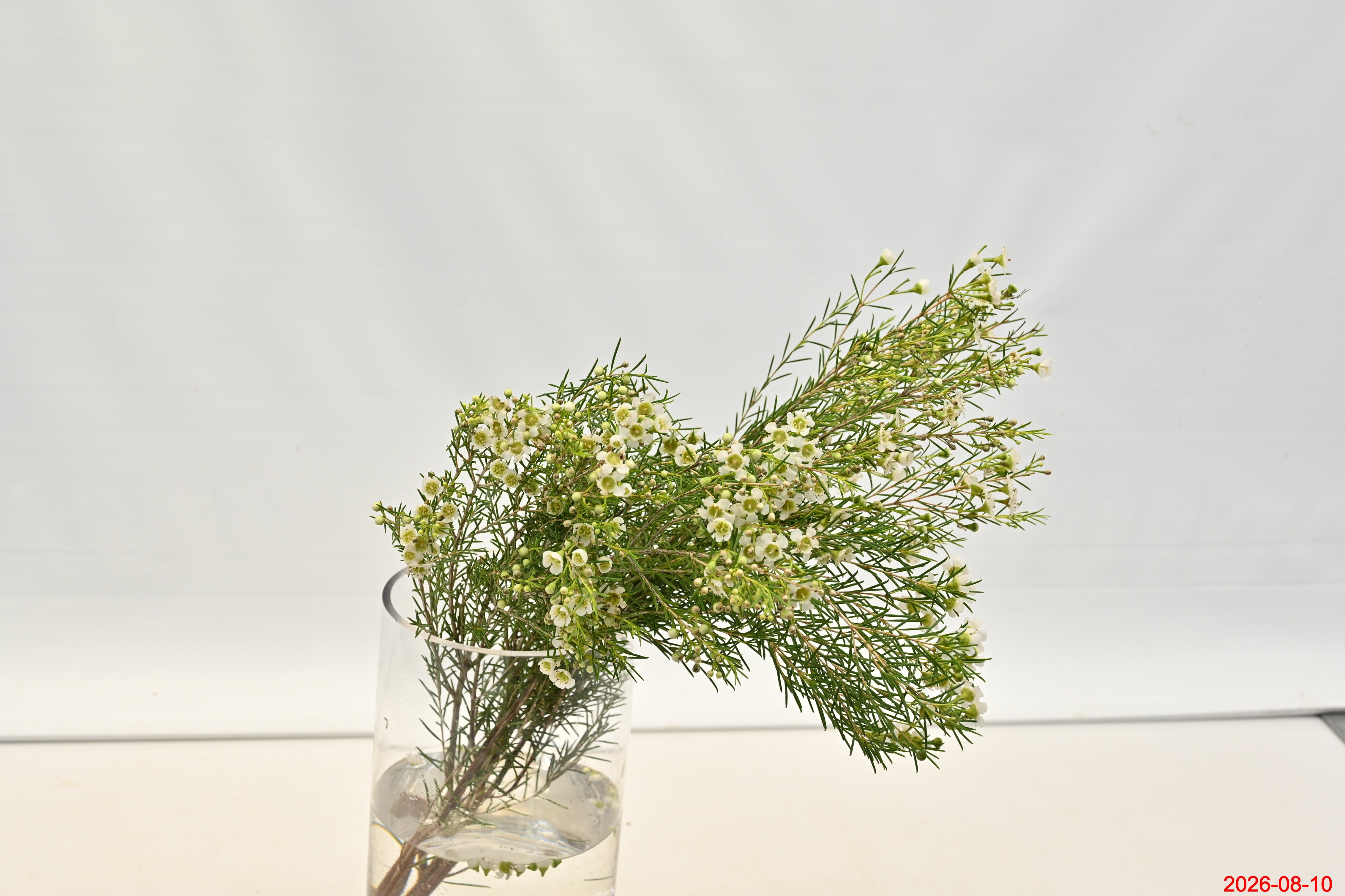 WAXFLOWER WHITE 300g Small