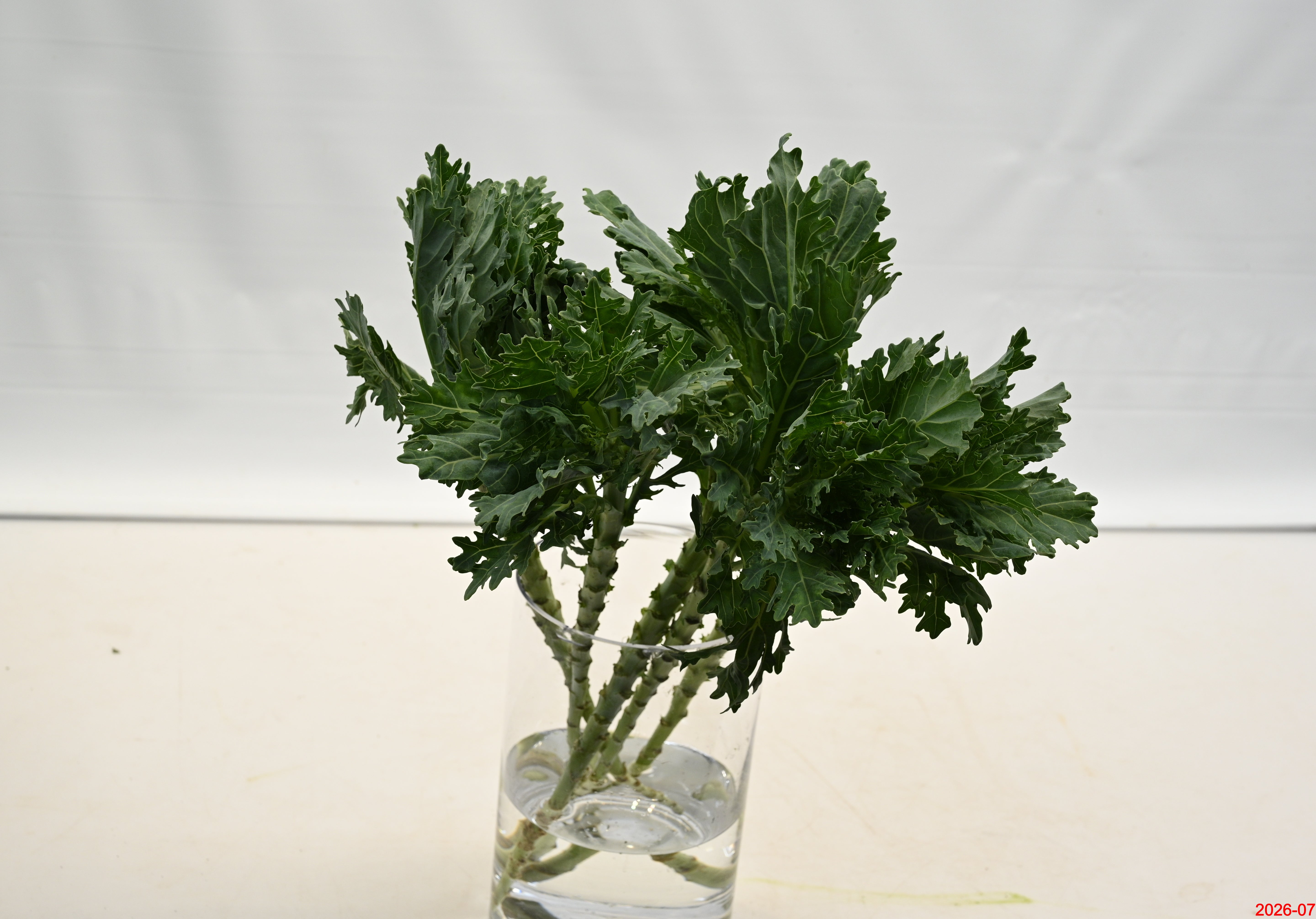 Kale Green Curly Small