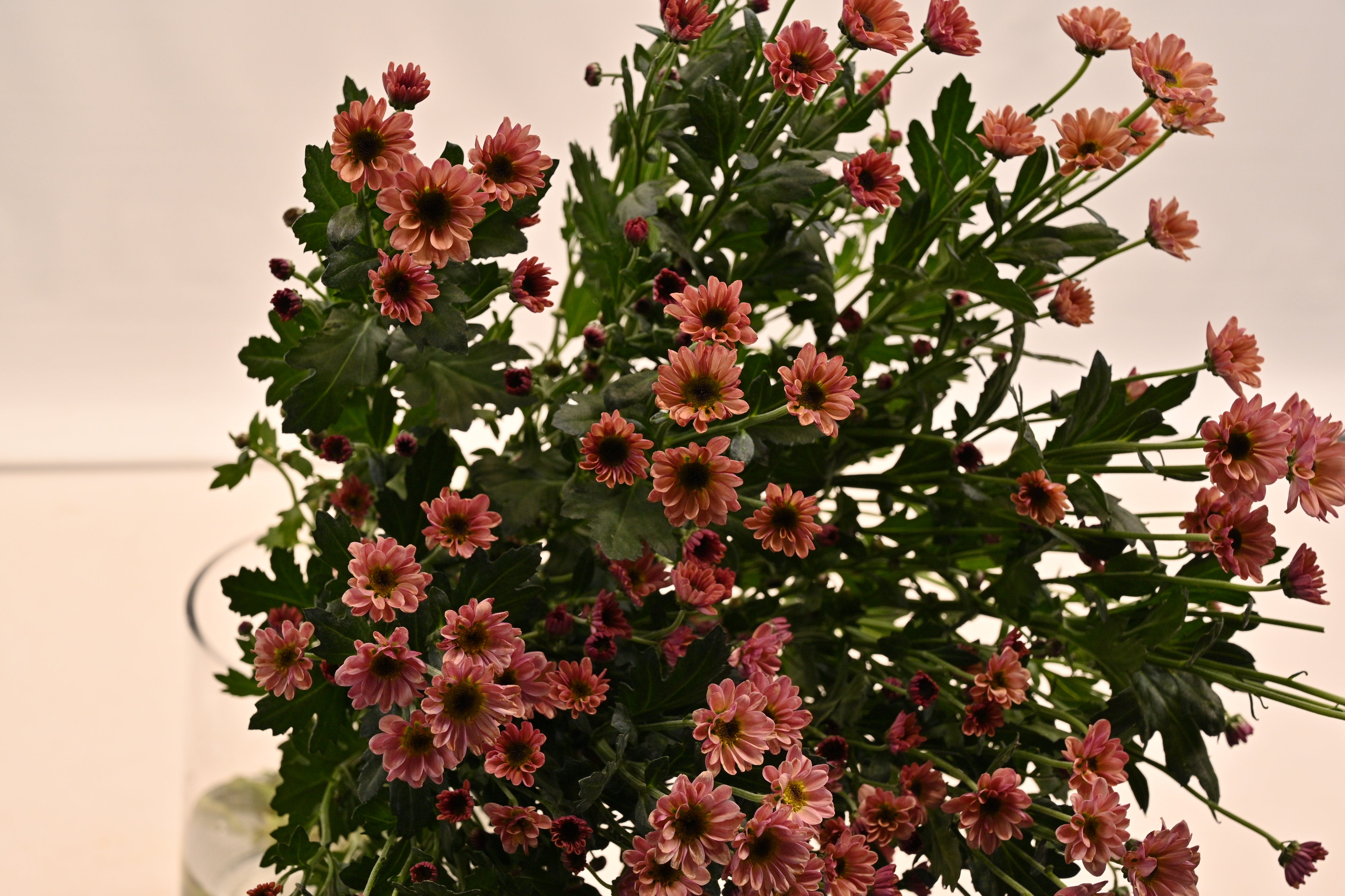 CHRYSANTHEMUM VYKING ORANGE Small
