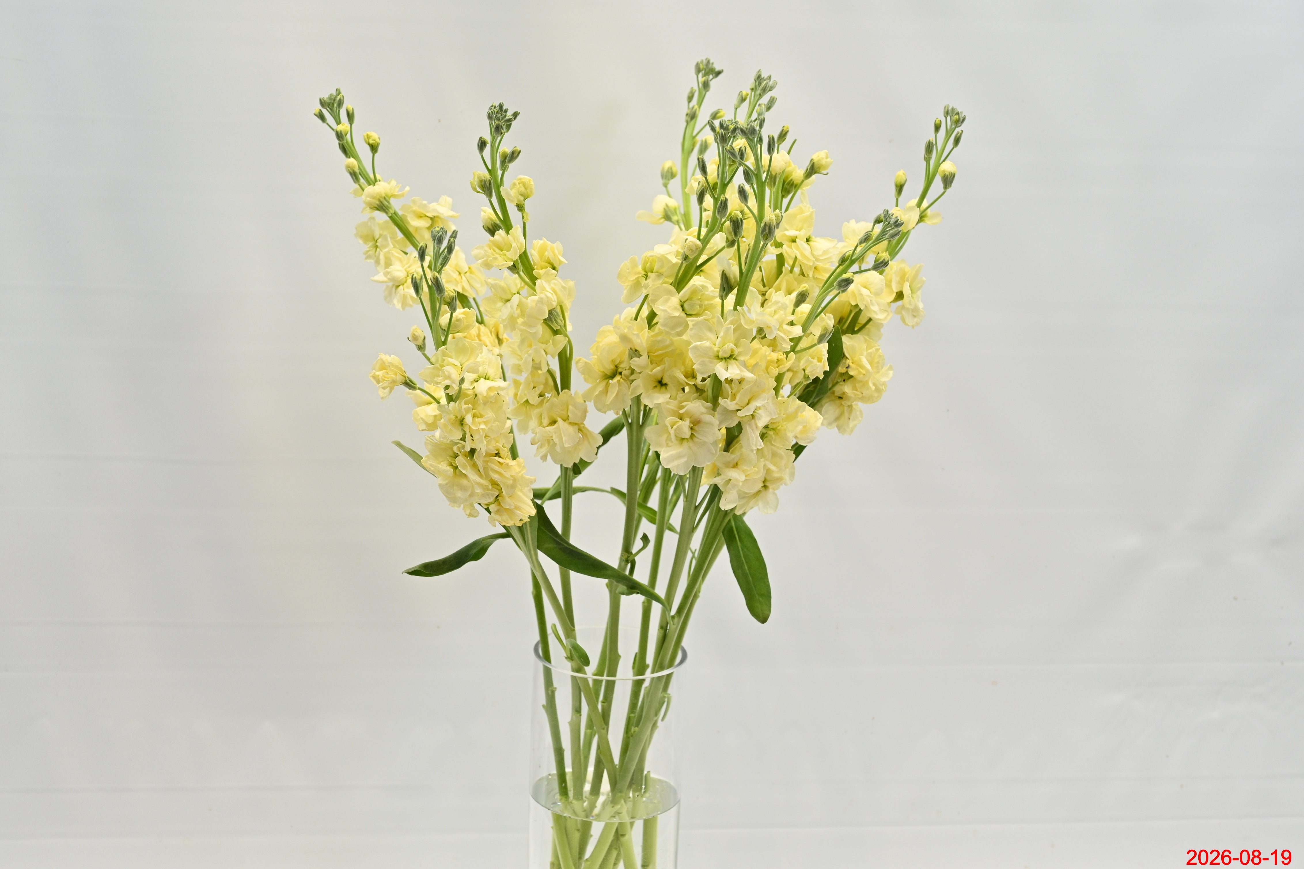 STOCK CREAM Small