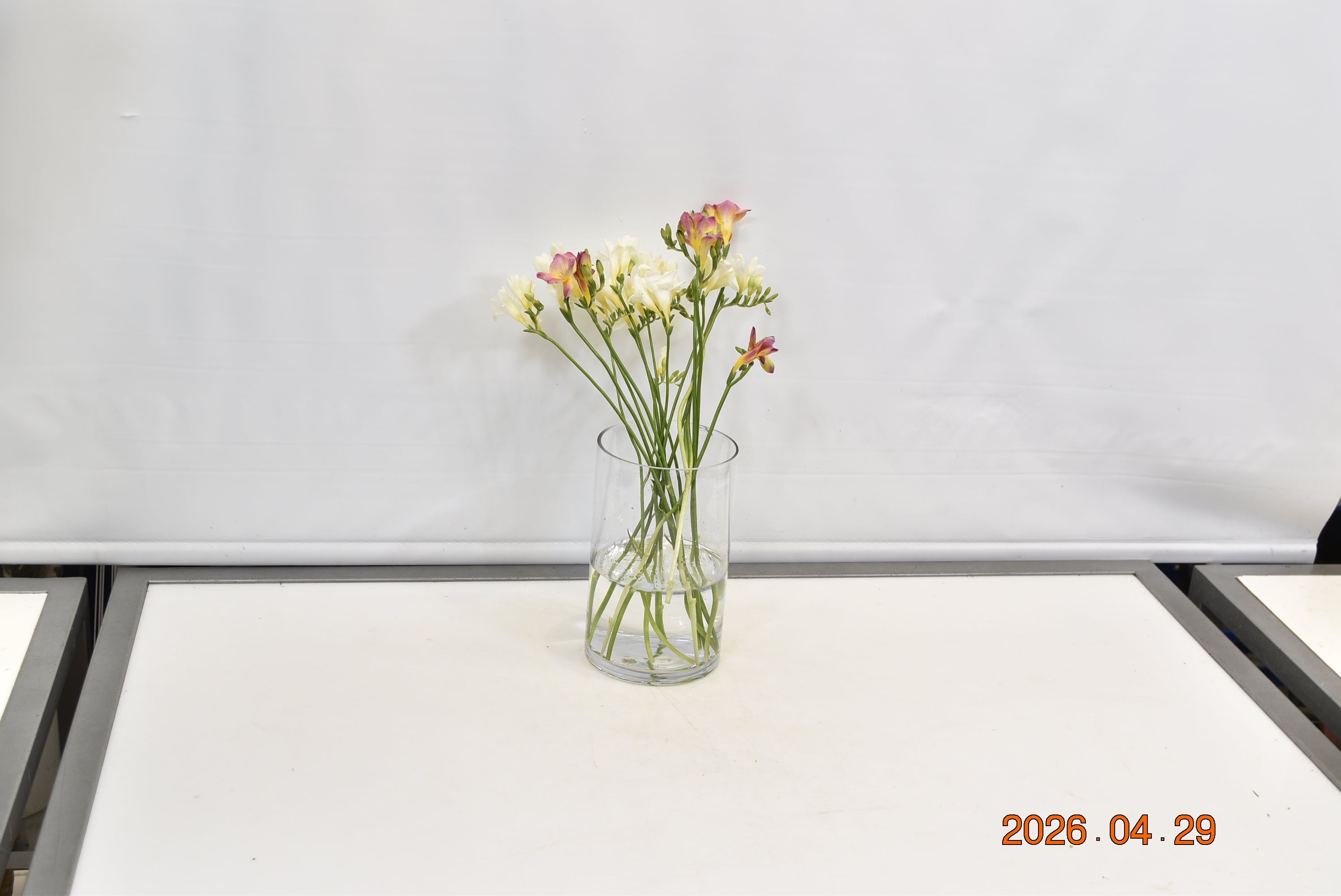 FREESIA ASSORTED Small