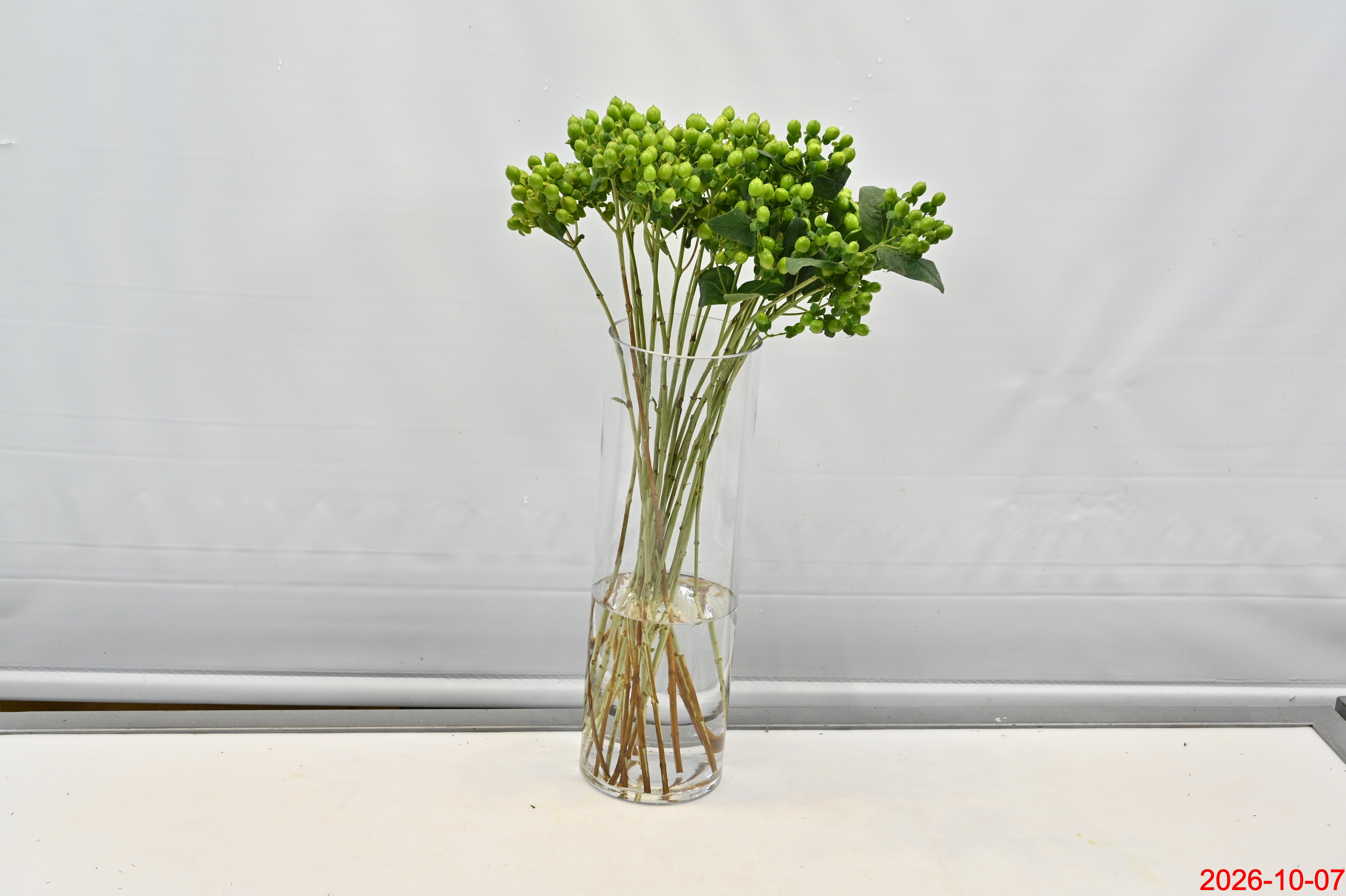 HYPERICUM JUNGLE ROMANCE Small