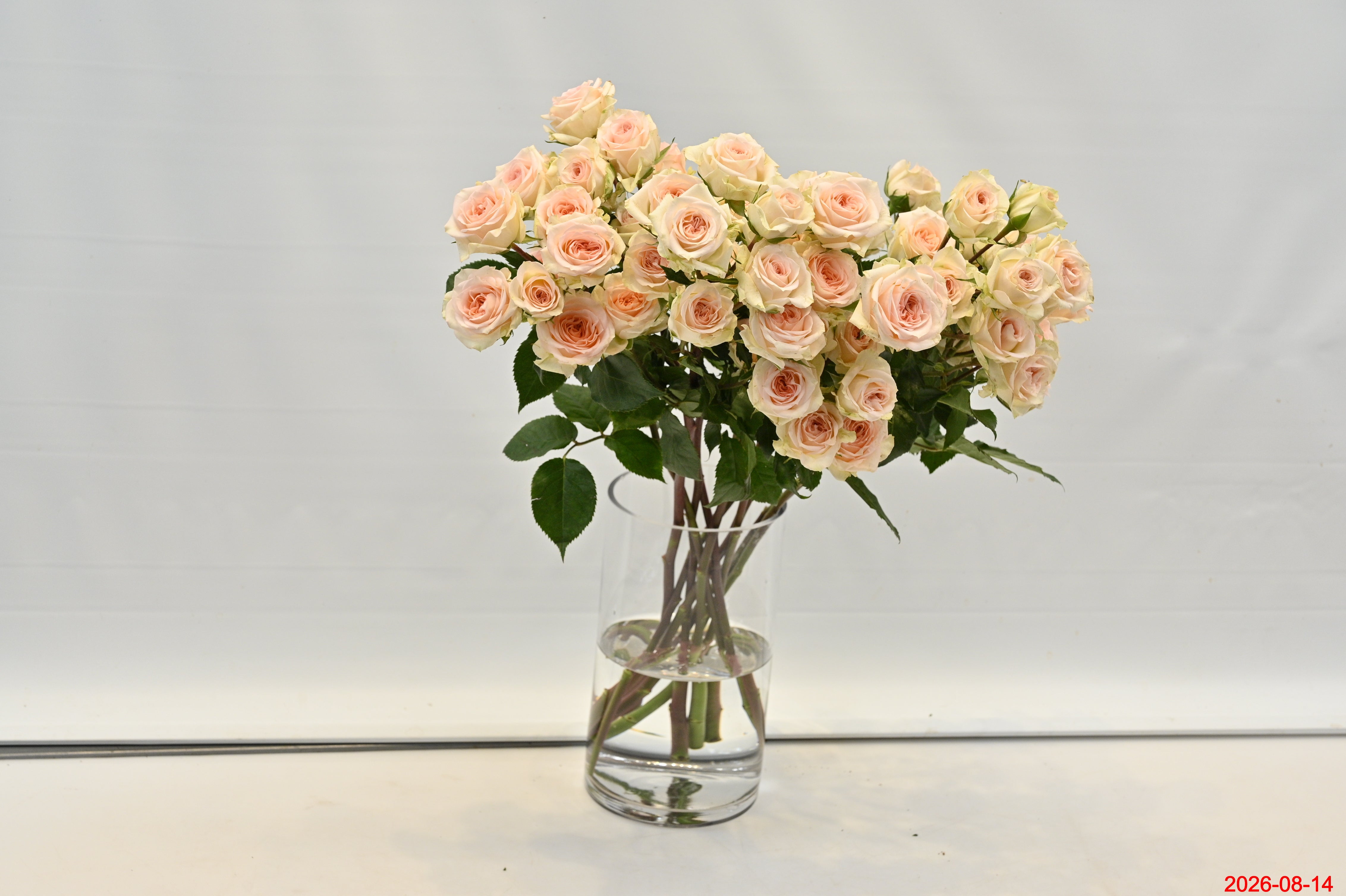 Rosa Spray Rosanella Small
