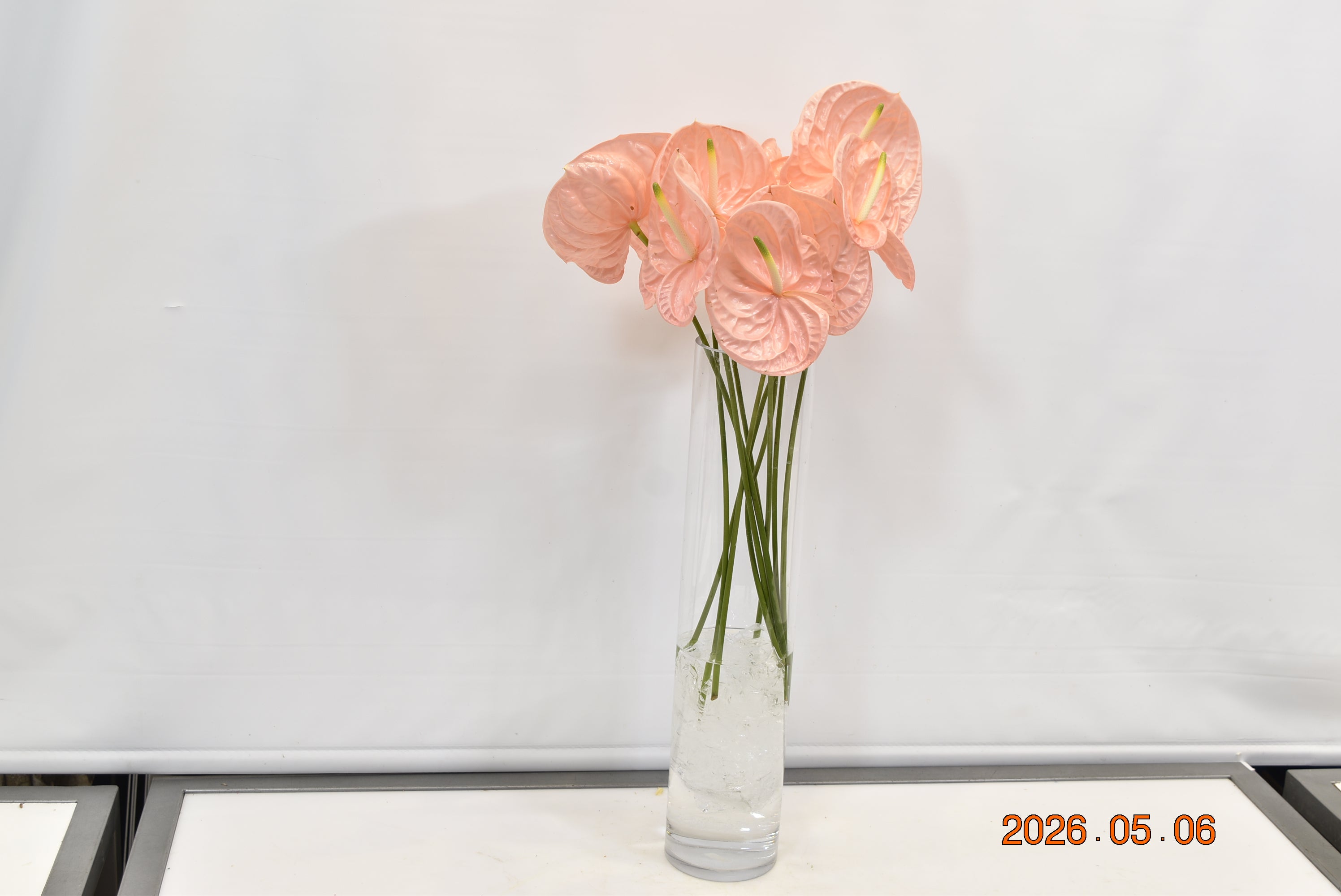 Anthurium Kuduro Small