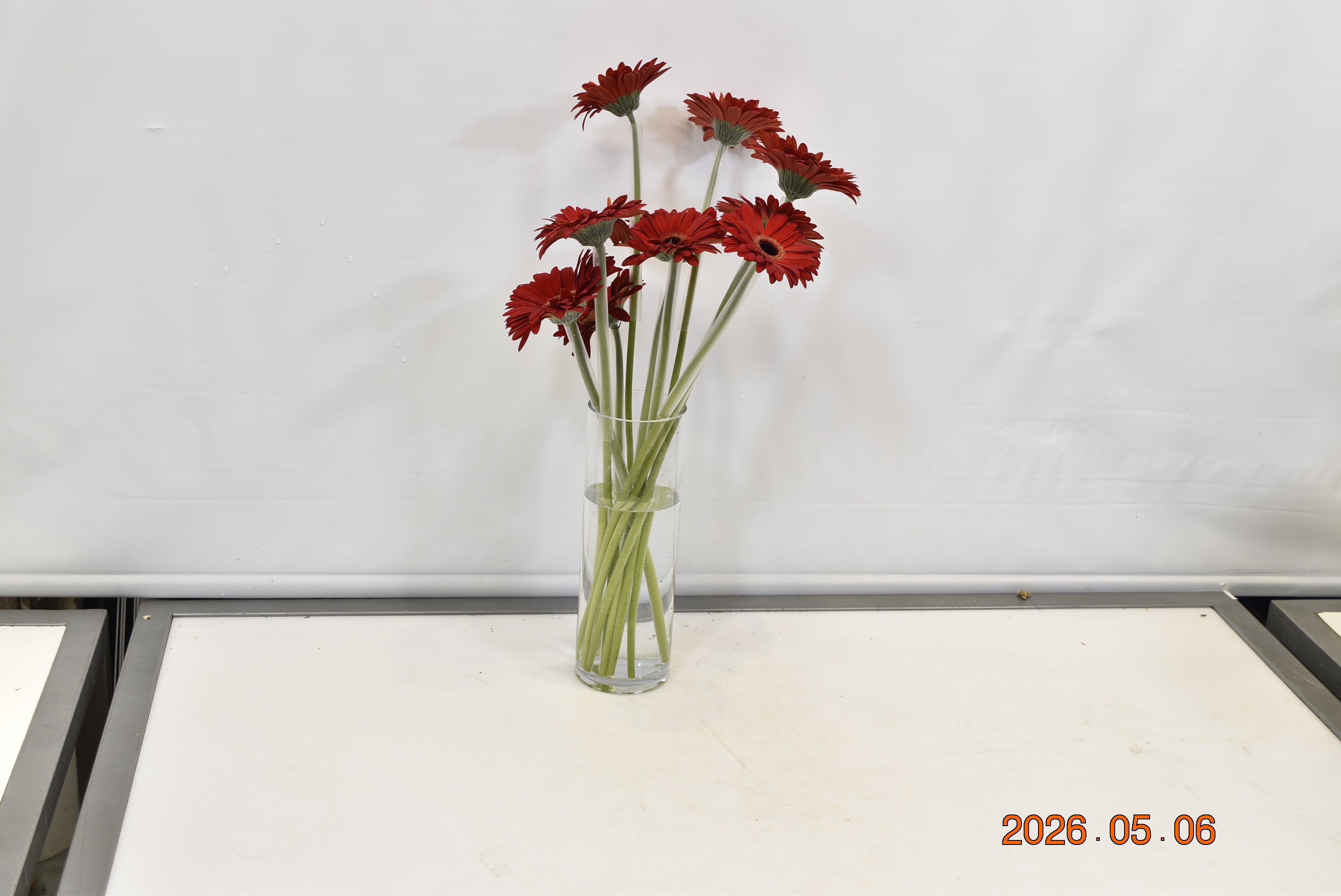GERBERA DARLING Small