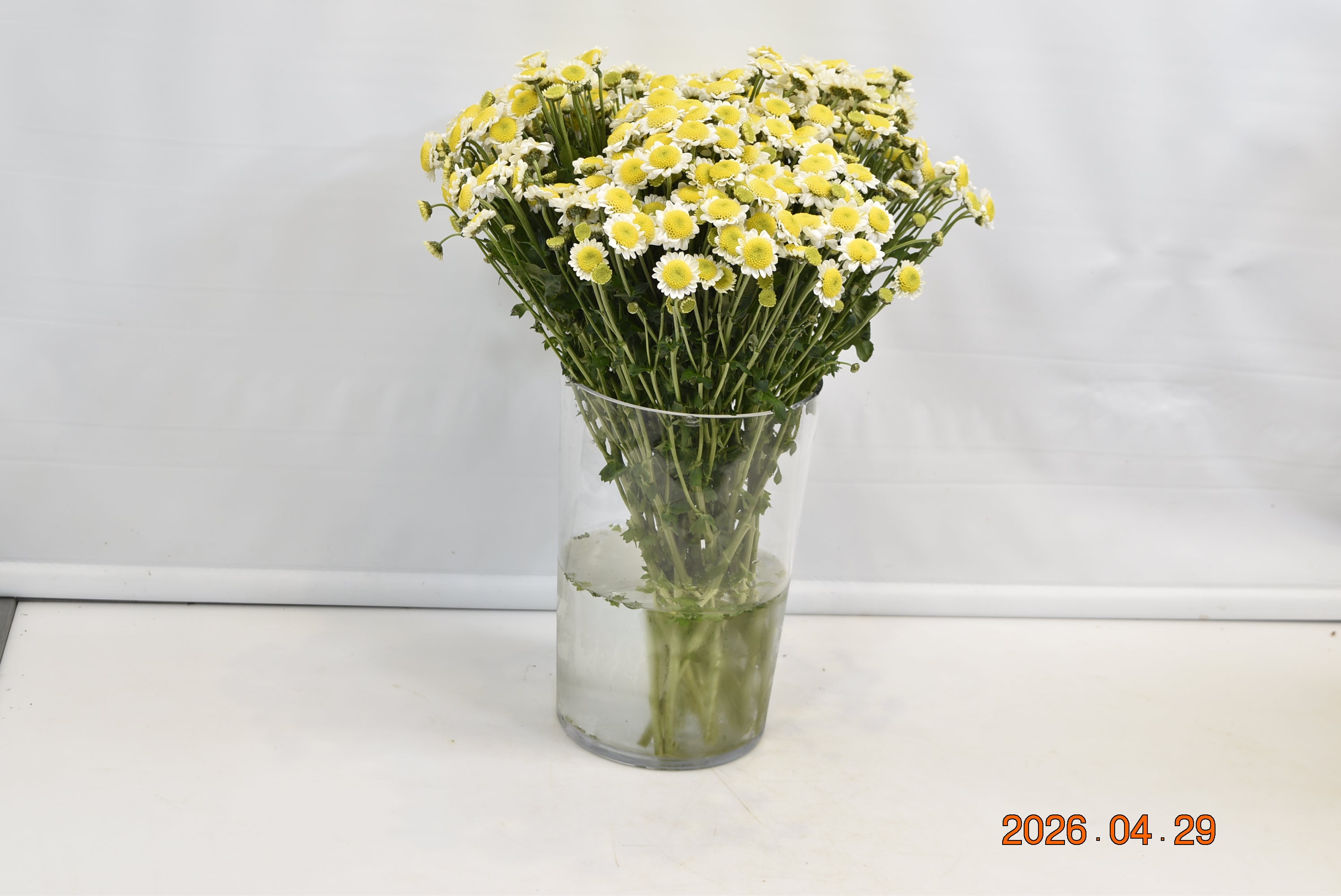 Chrysanthemum Santini Sun Up Small