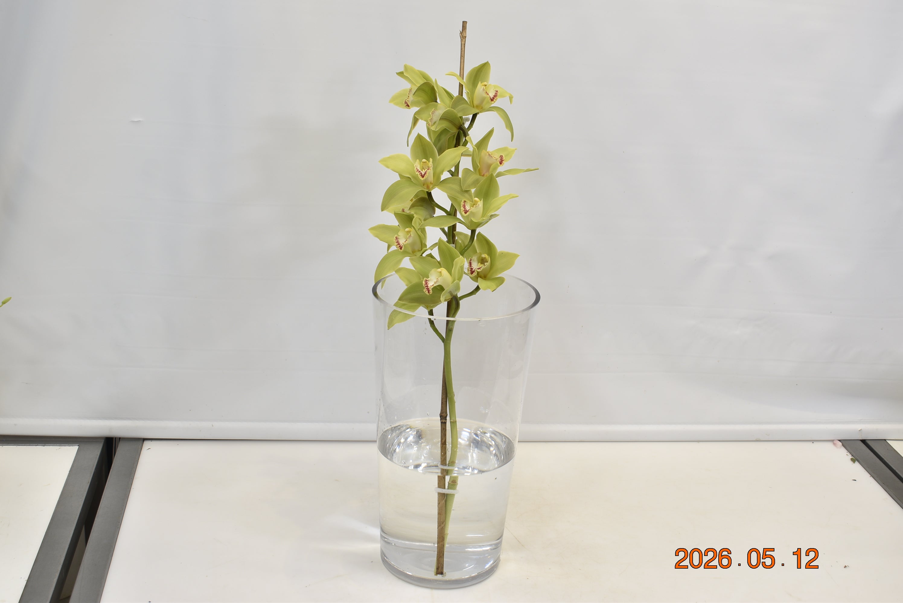 CYMBIDIUM GREEN PER BLOOM Small