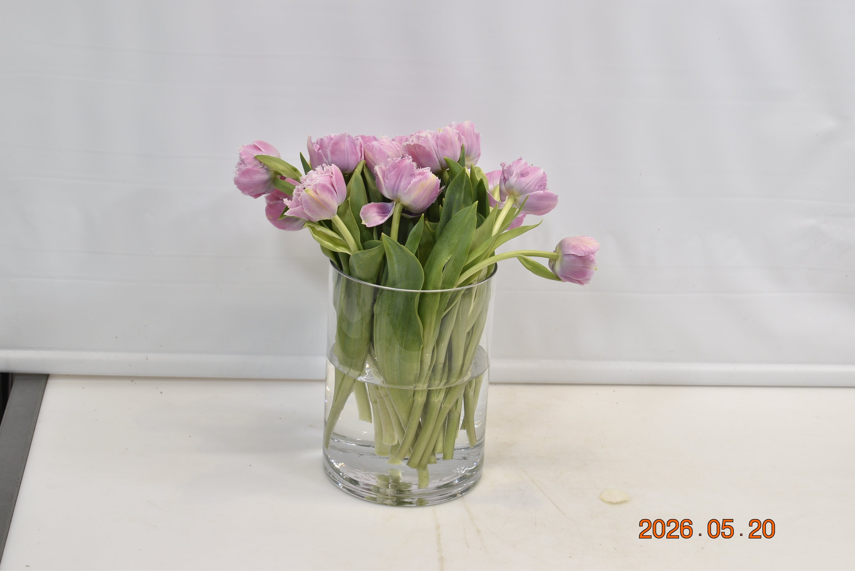 Tulips Frilly Cairns Small