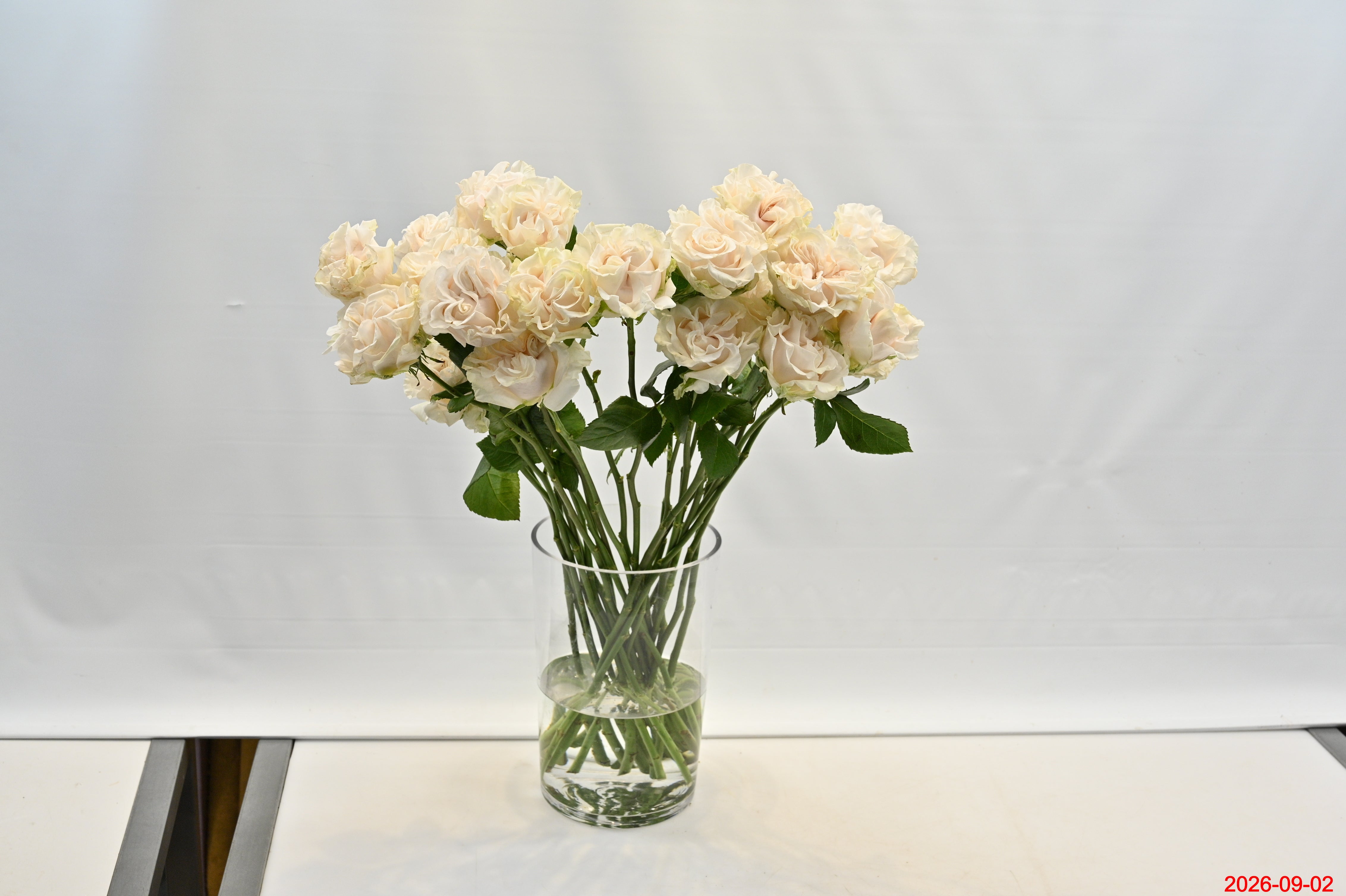 ROSE COTTON XPRESSION Small