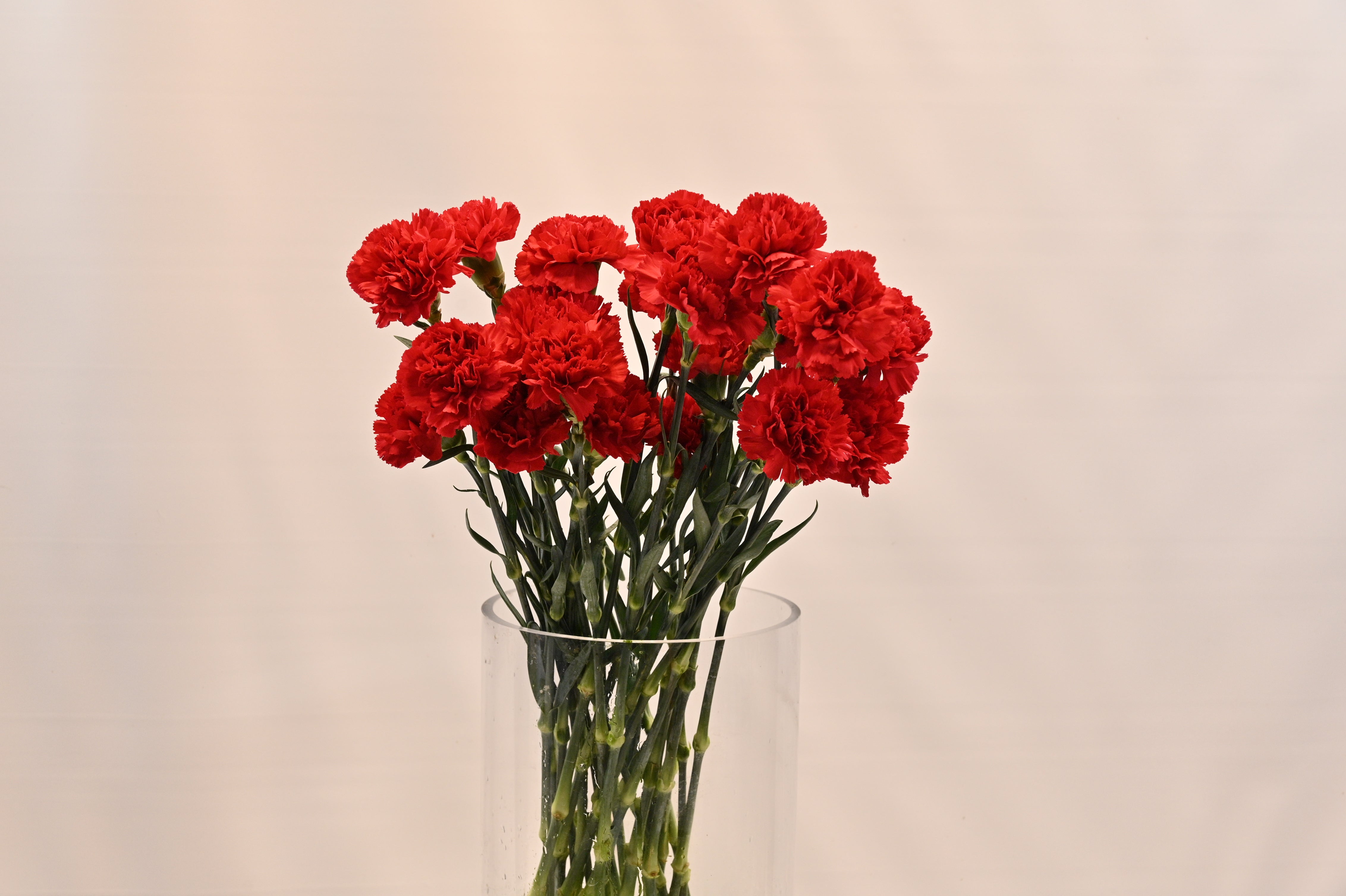 CARNATION RED Small