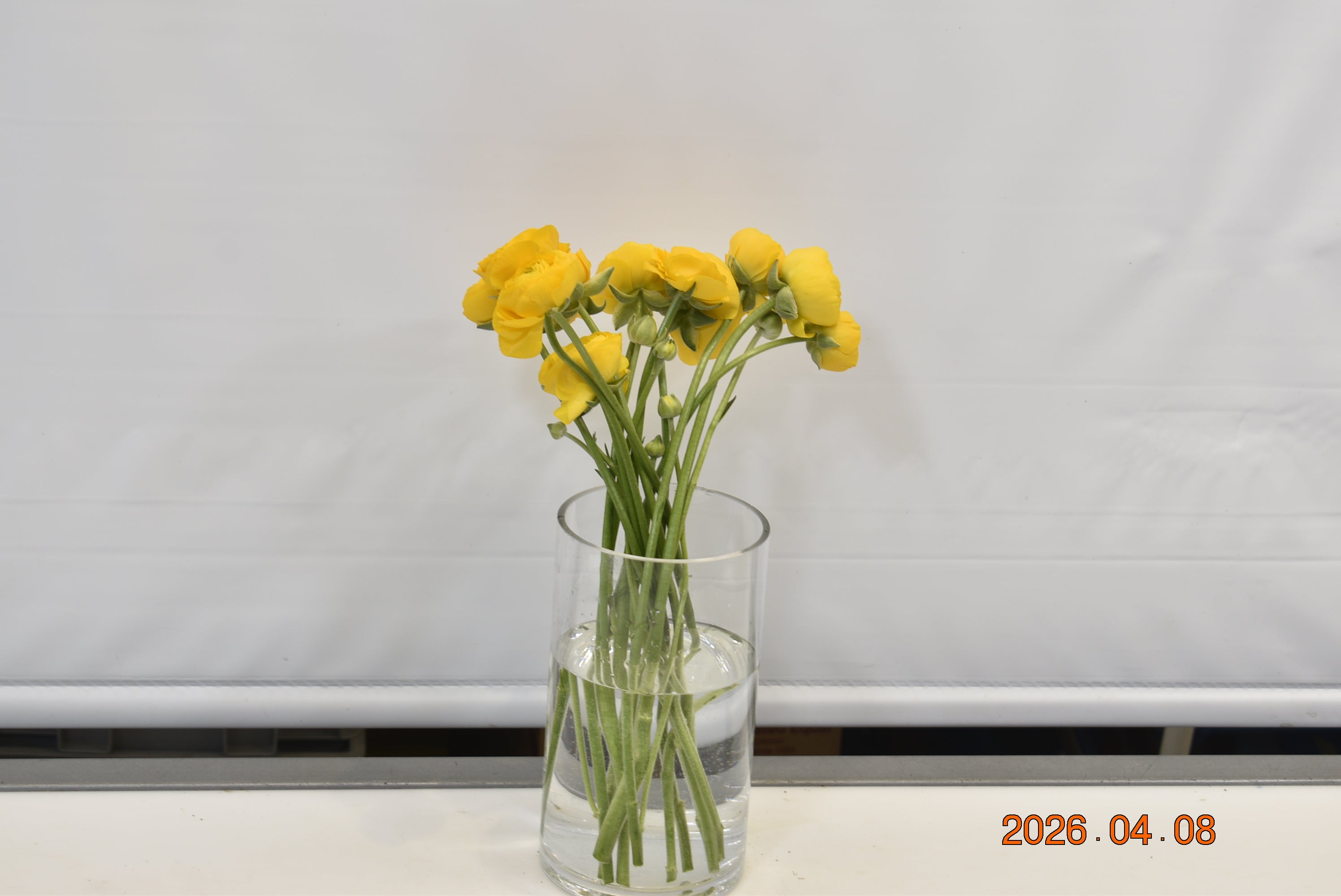 RANUNCULUS YELLOW Small