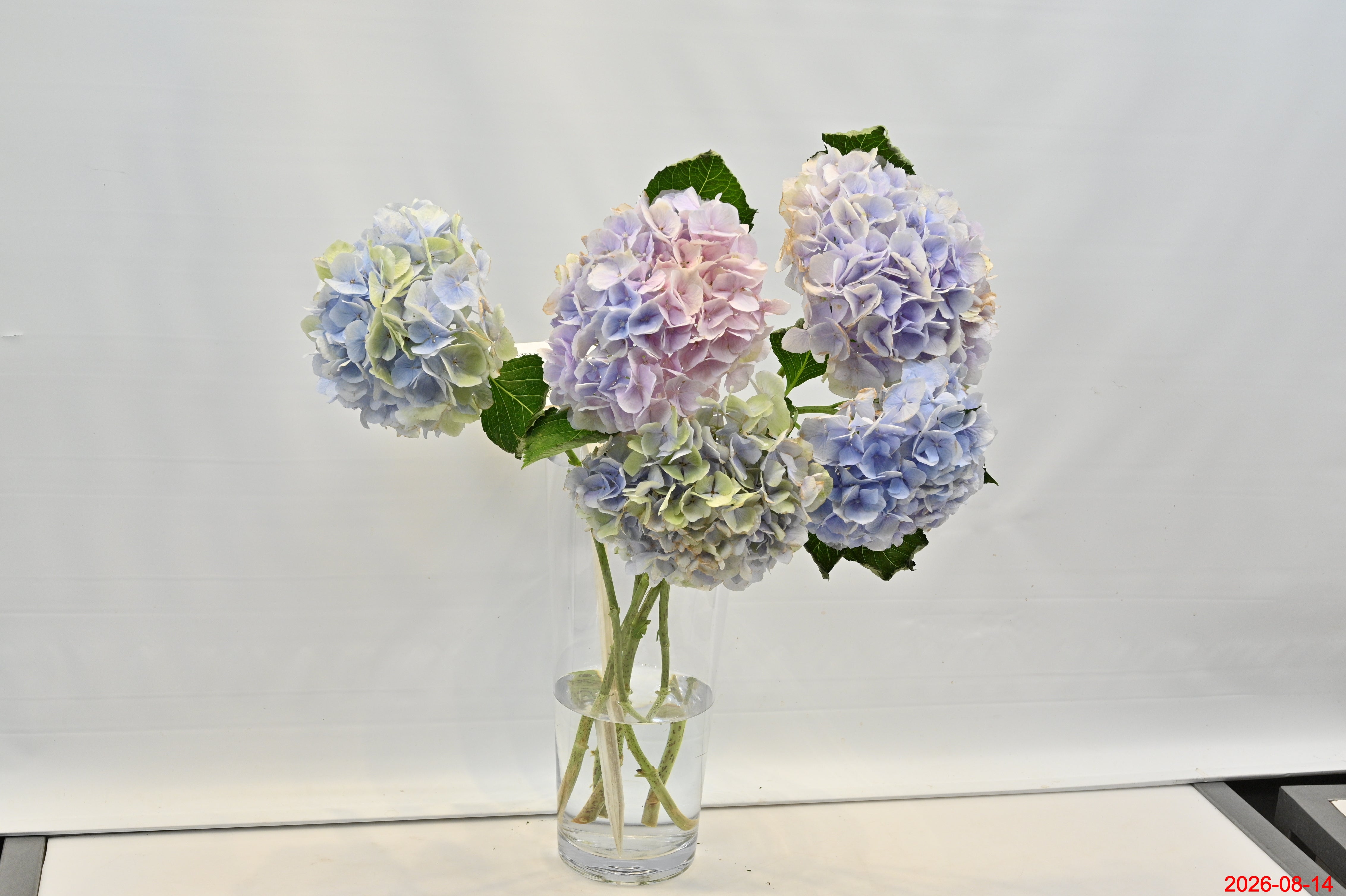 HYDRANGEA NOVELTY Small