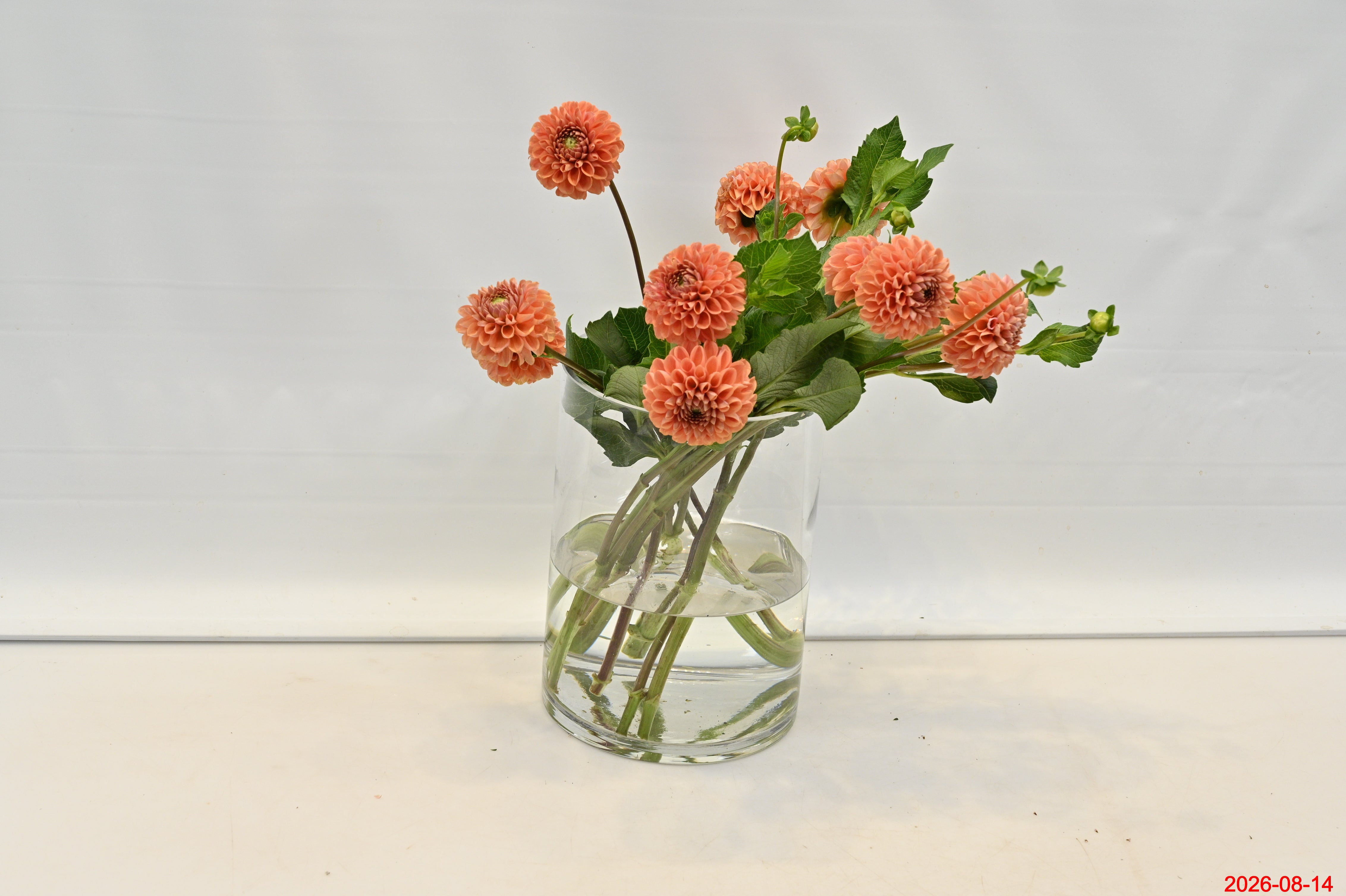 DAHLIA CORNEL Small