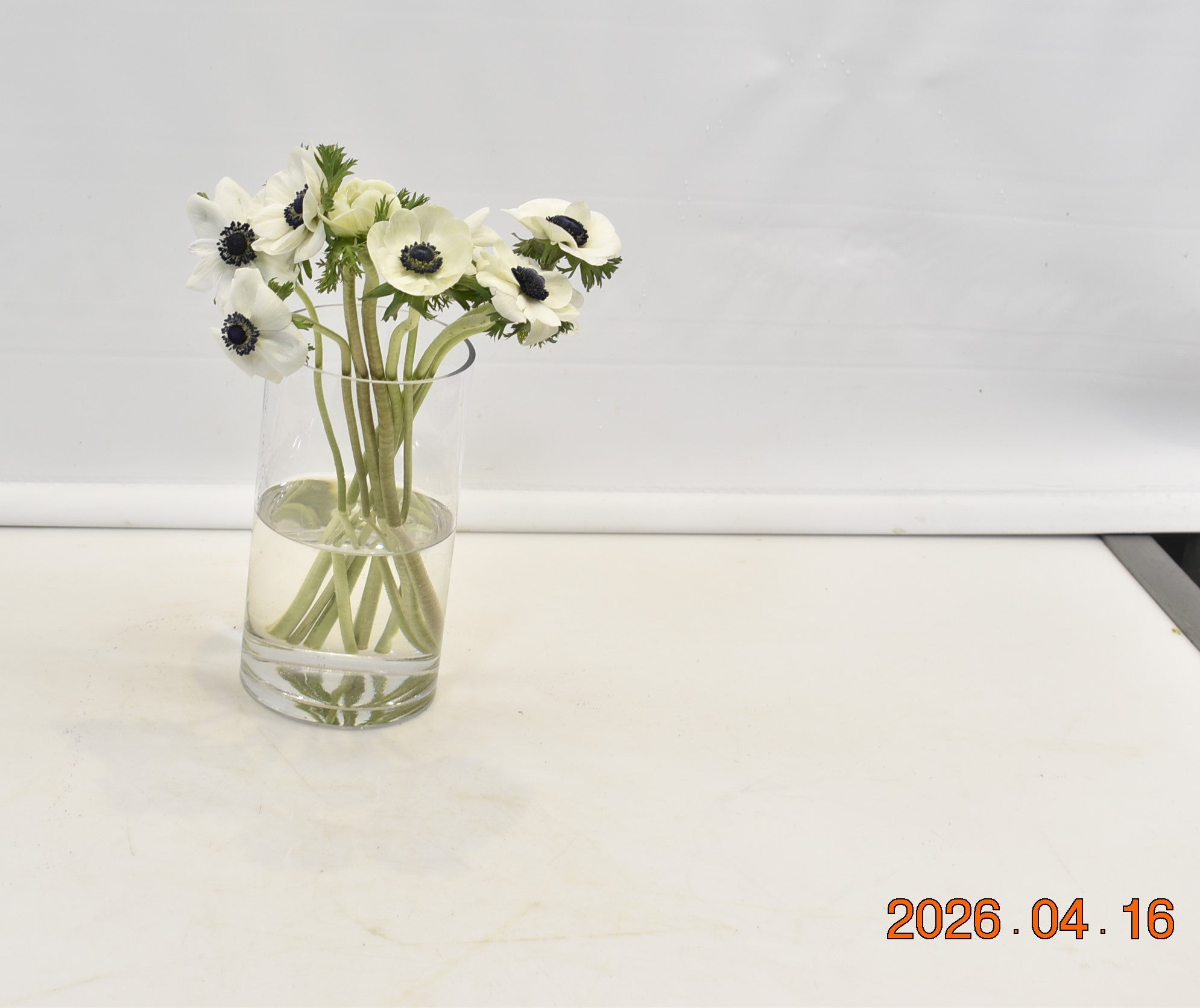 ANEMONE WHITE Small