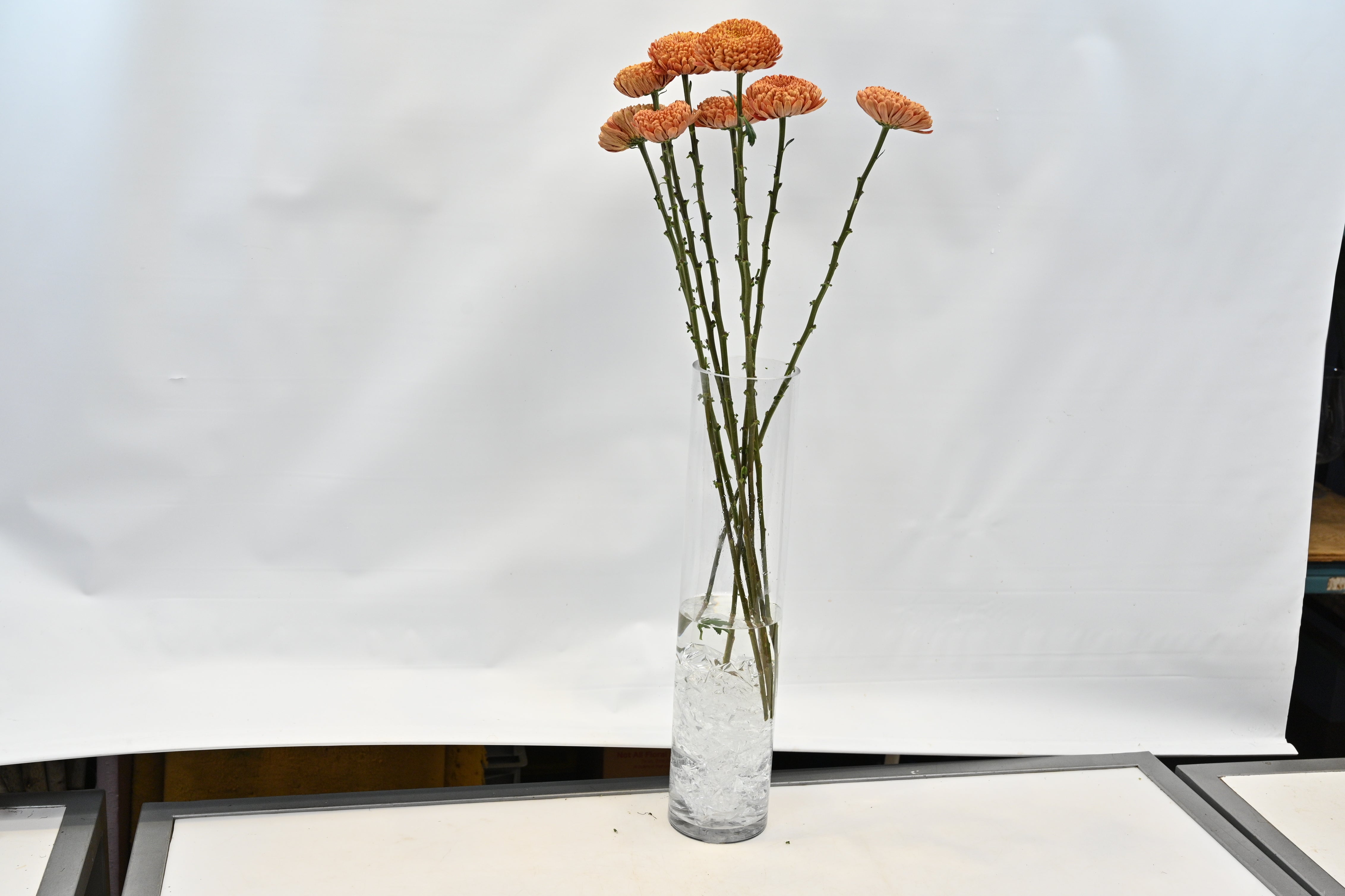 Chrysanthemum Fogata Small