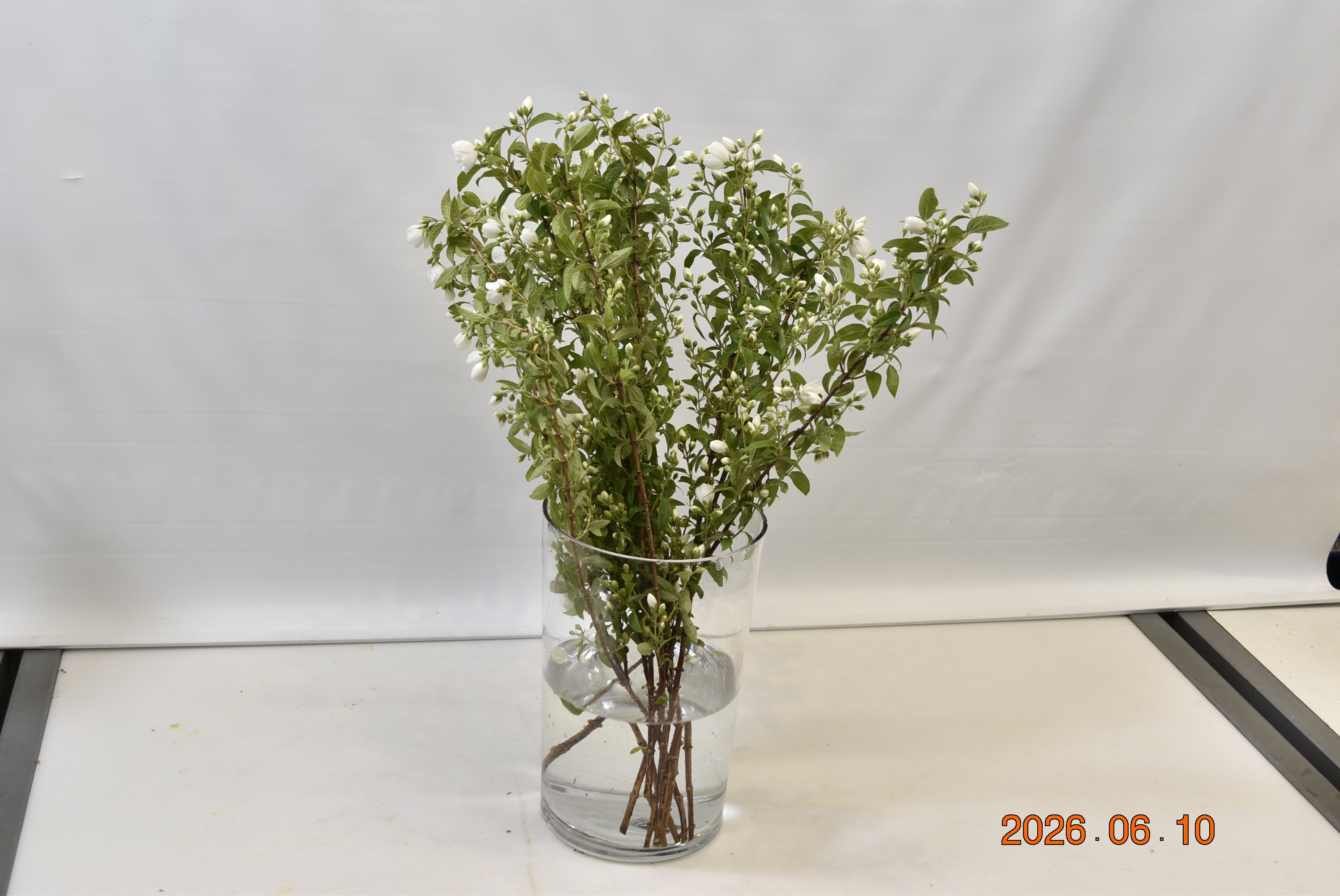PHILADELPHUS Small