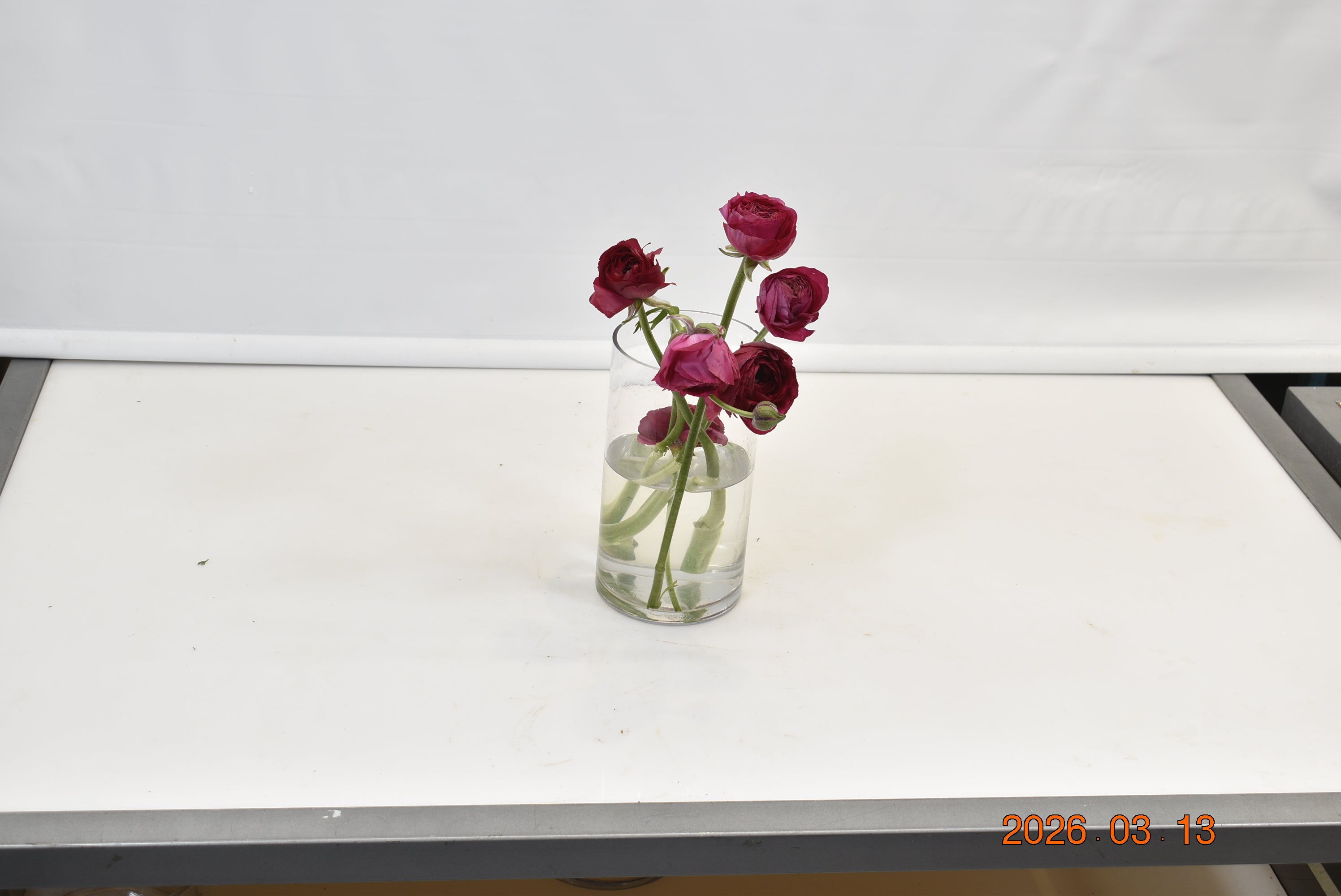 Ranunculus Hot Pink Small