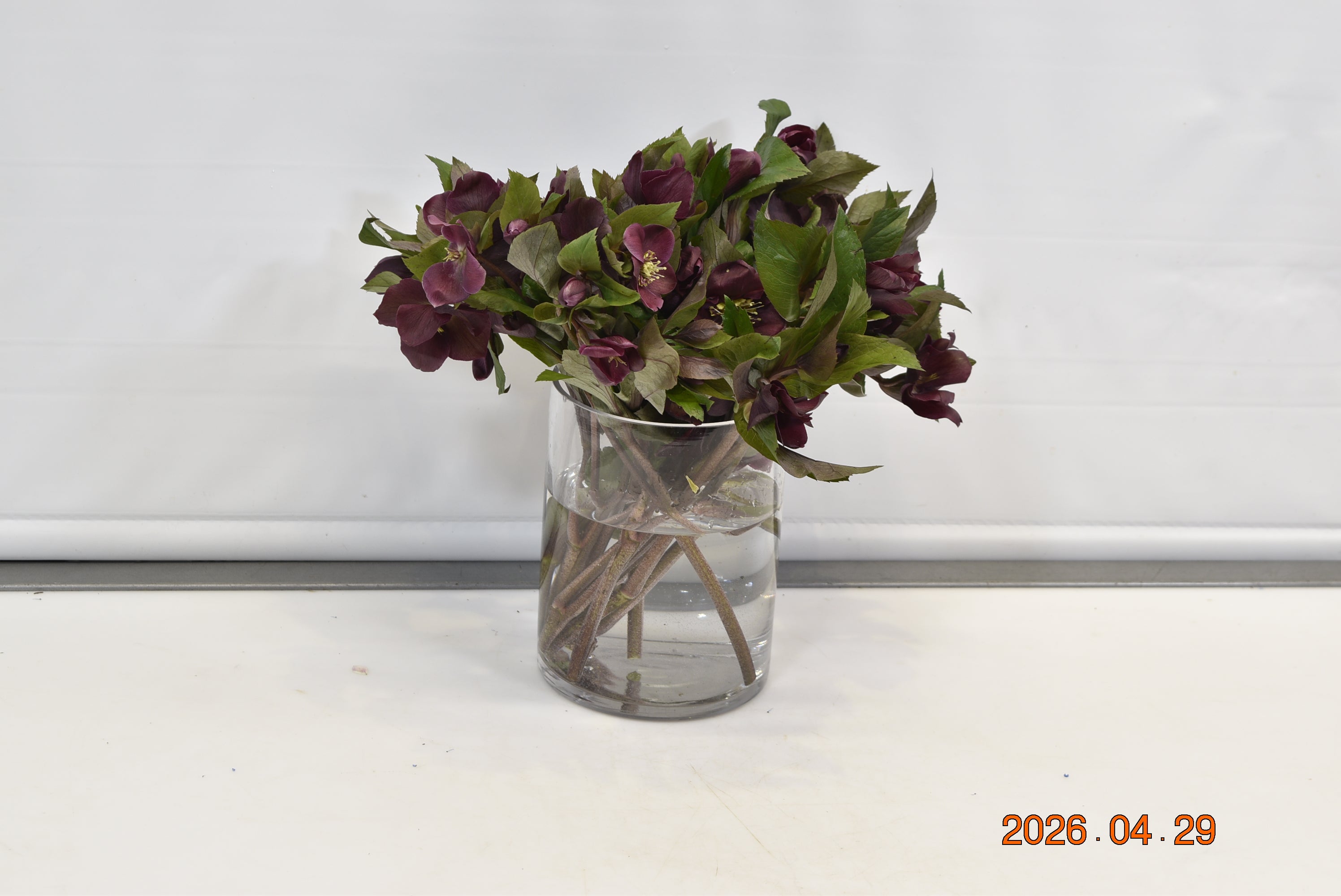 Helleborus Queens Red Small