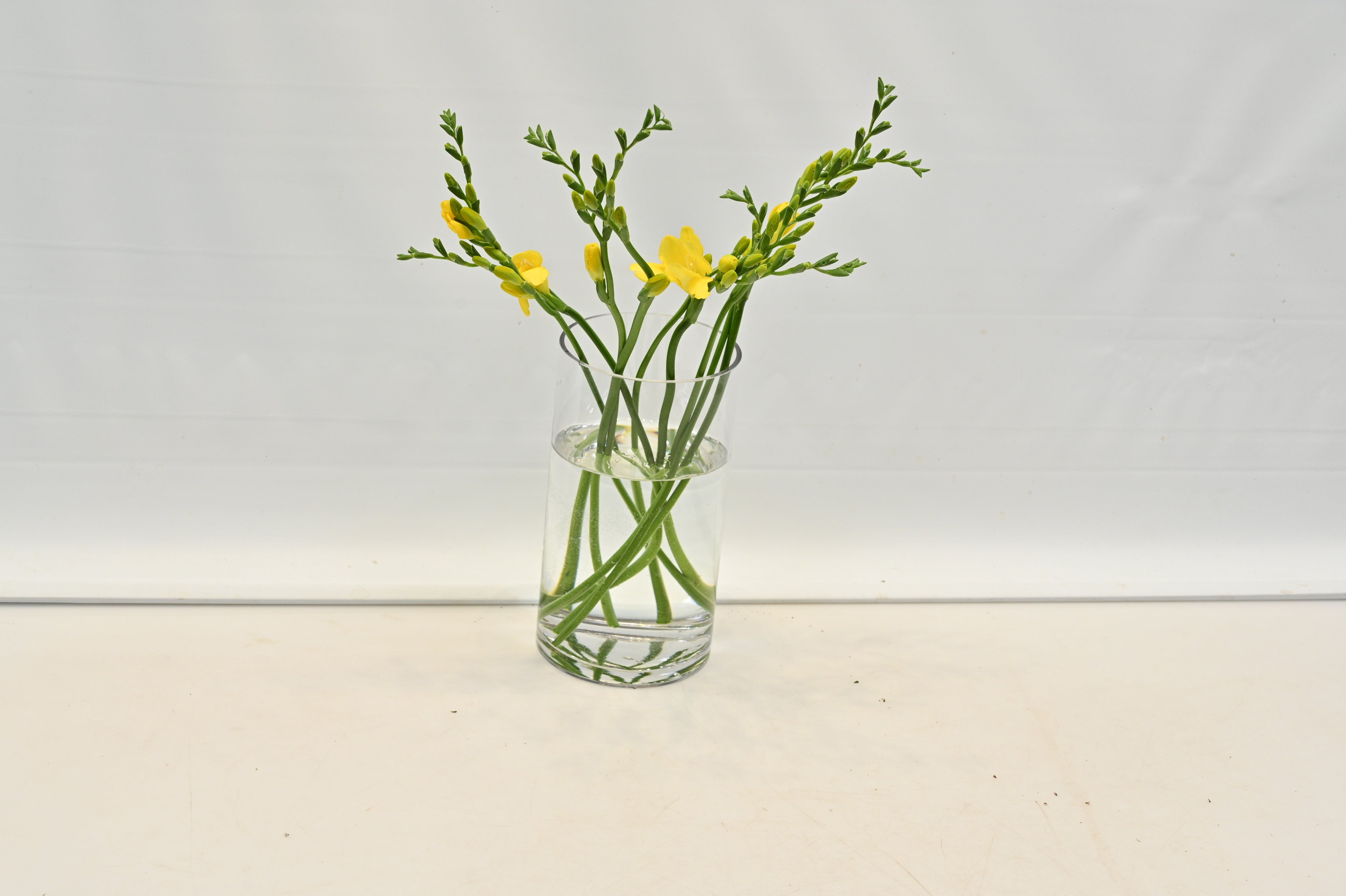 FREESIA YELLOW Small