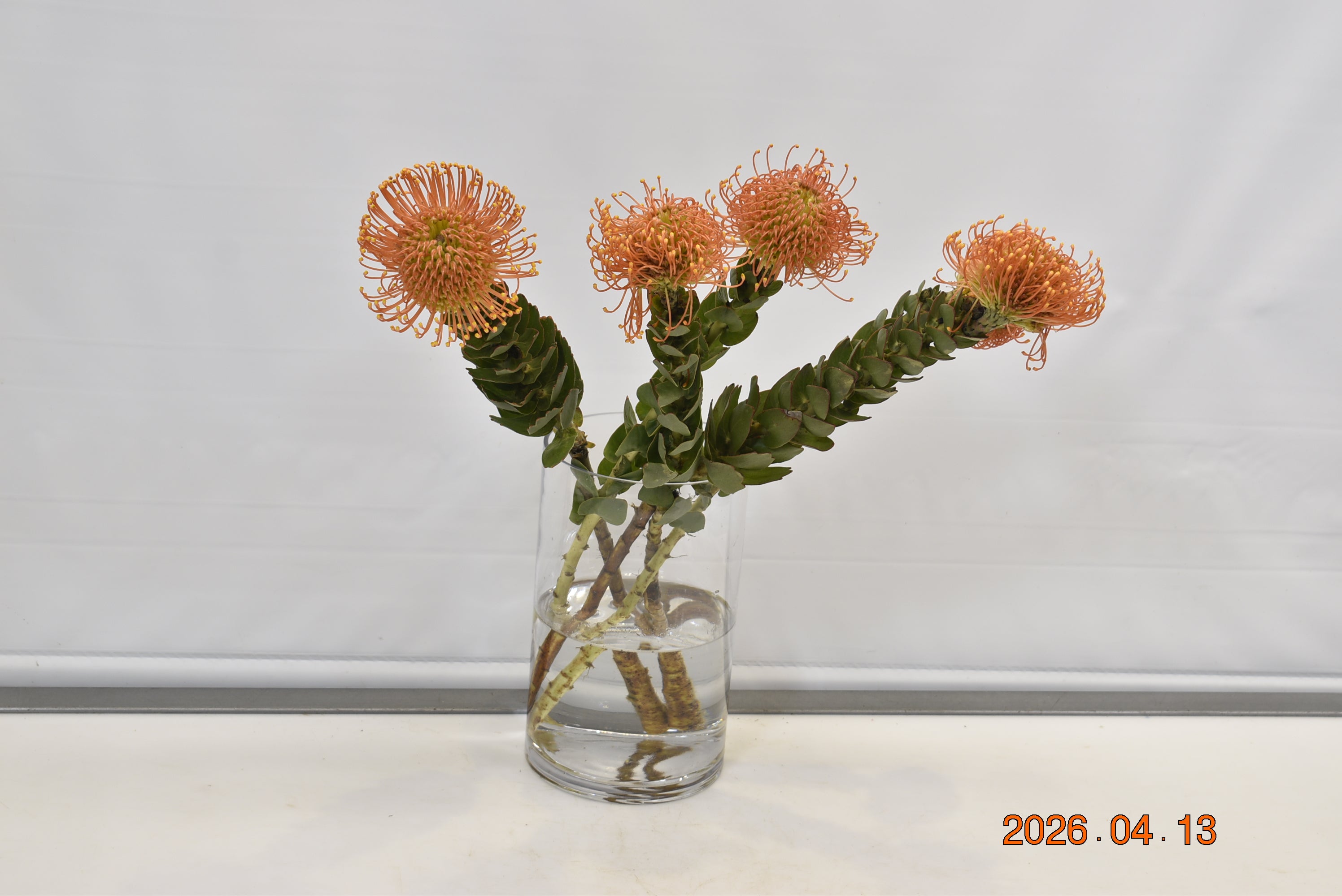 PINCUSHION NUTAN SUCCESSION Small