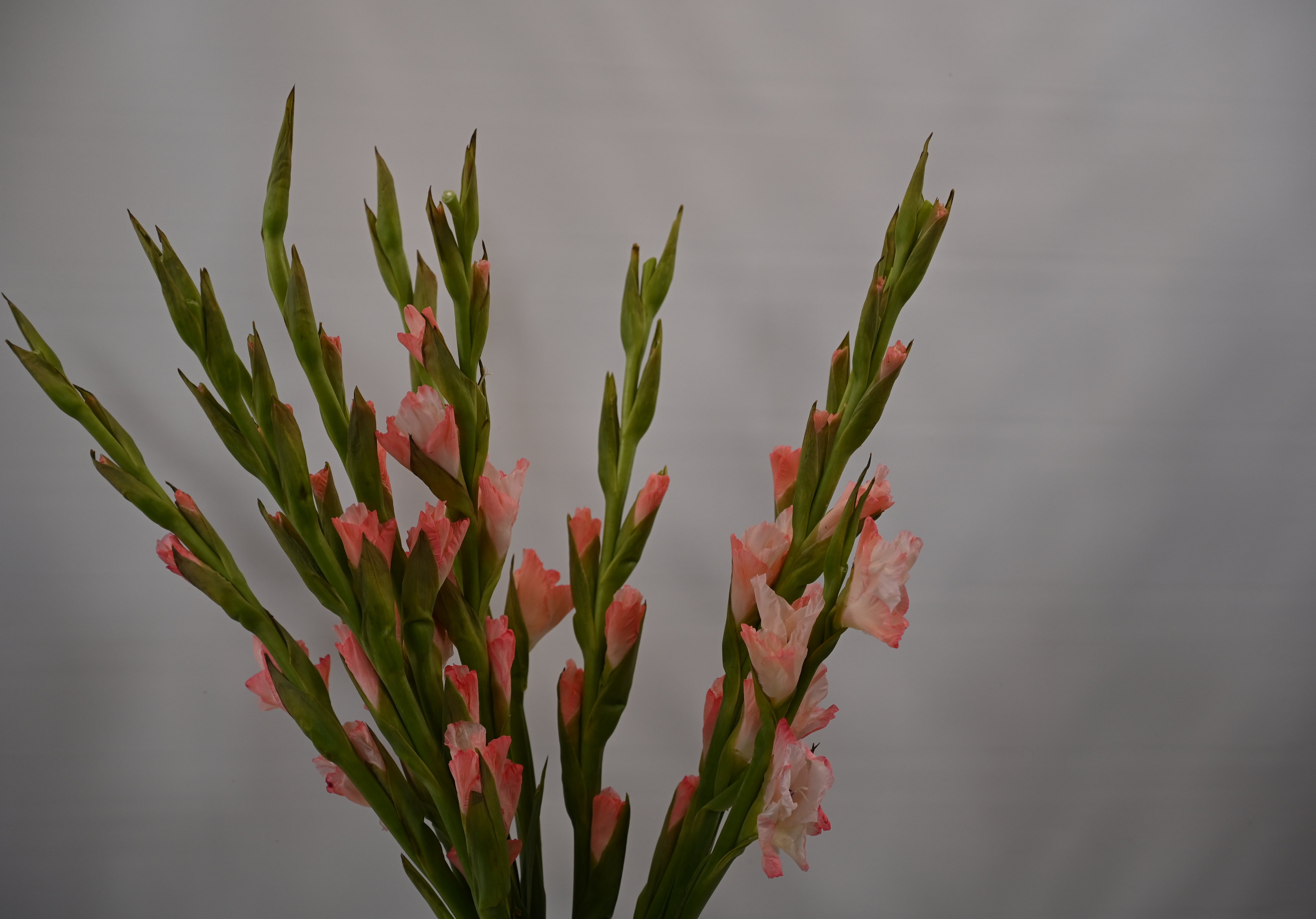 GLADIOLA PEACH Small