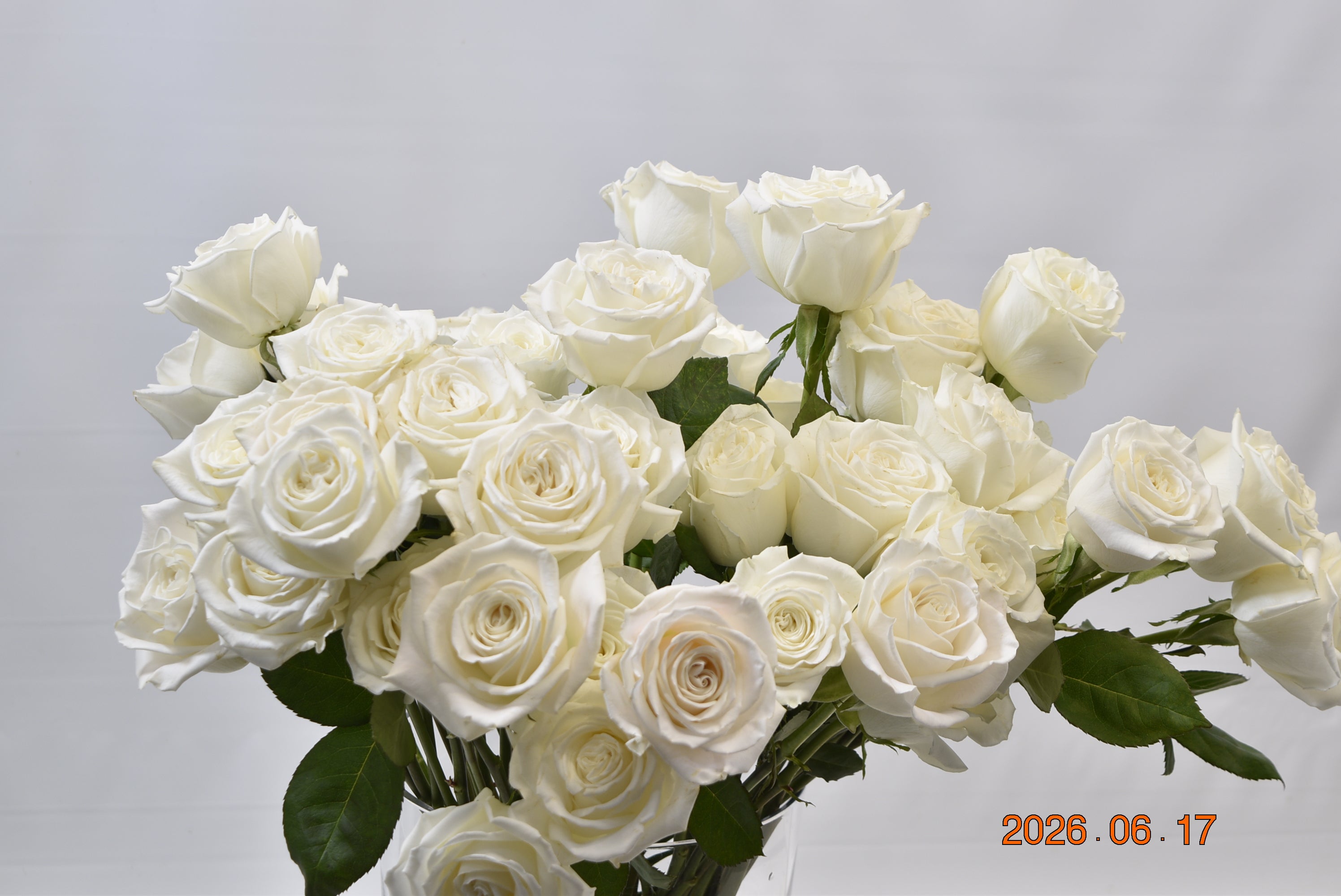 ROSE PLAYA BLANCA Small