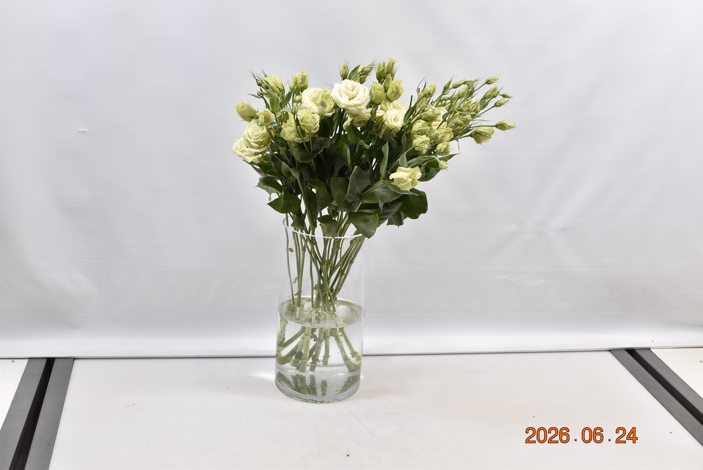 LISIANTHUS DBL GREEN Small
