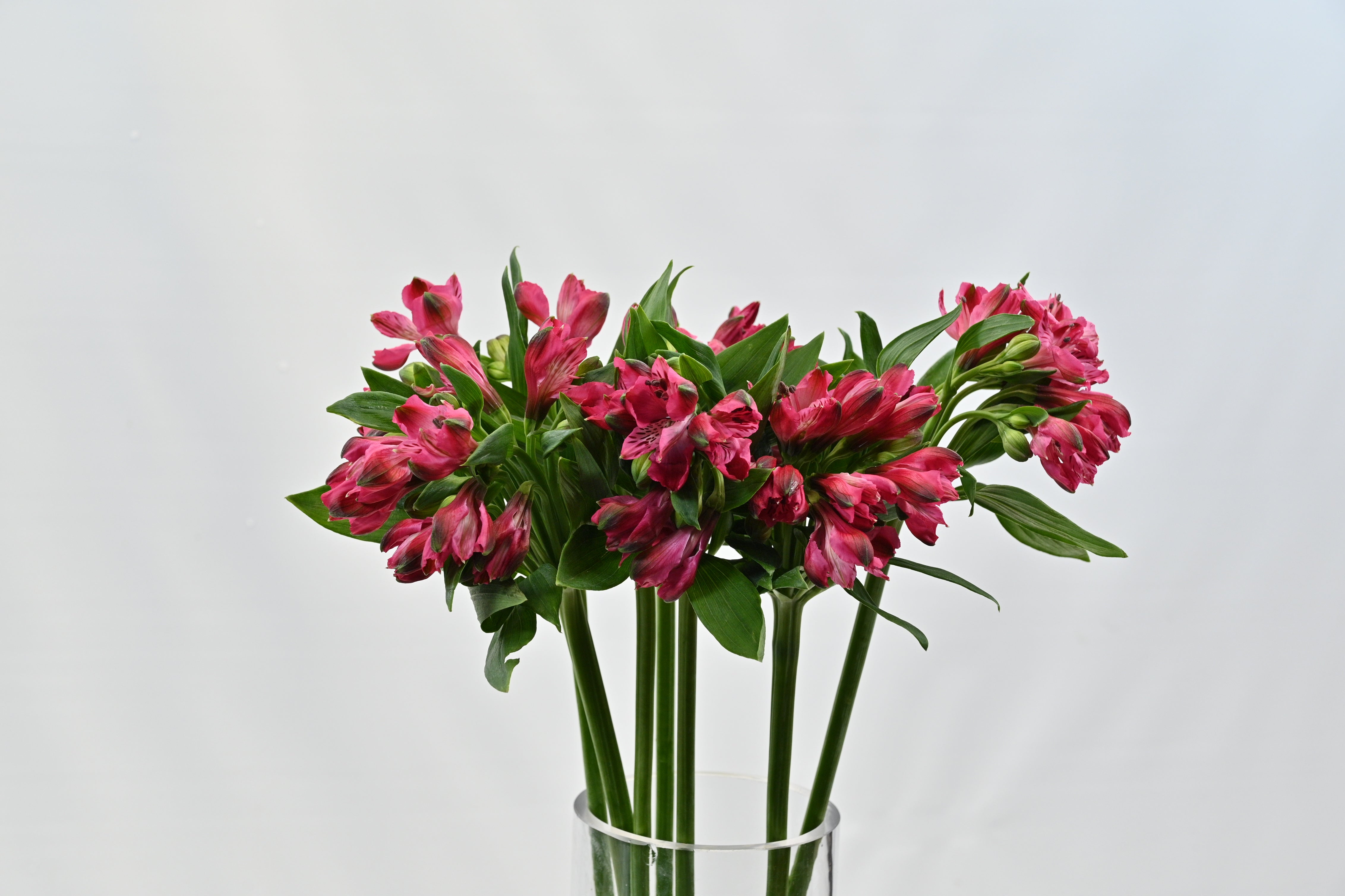 ALSTROEMERIA ASSORTED Small