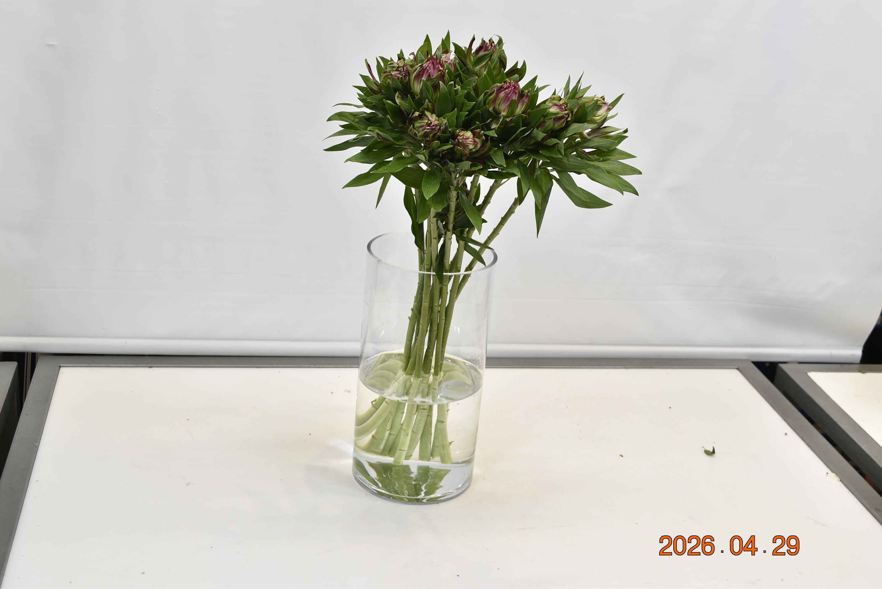 Alstroemeria Astronova Libra Small