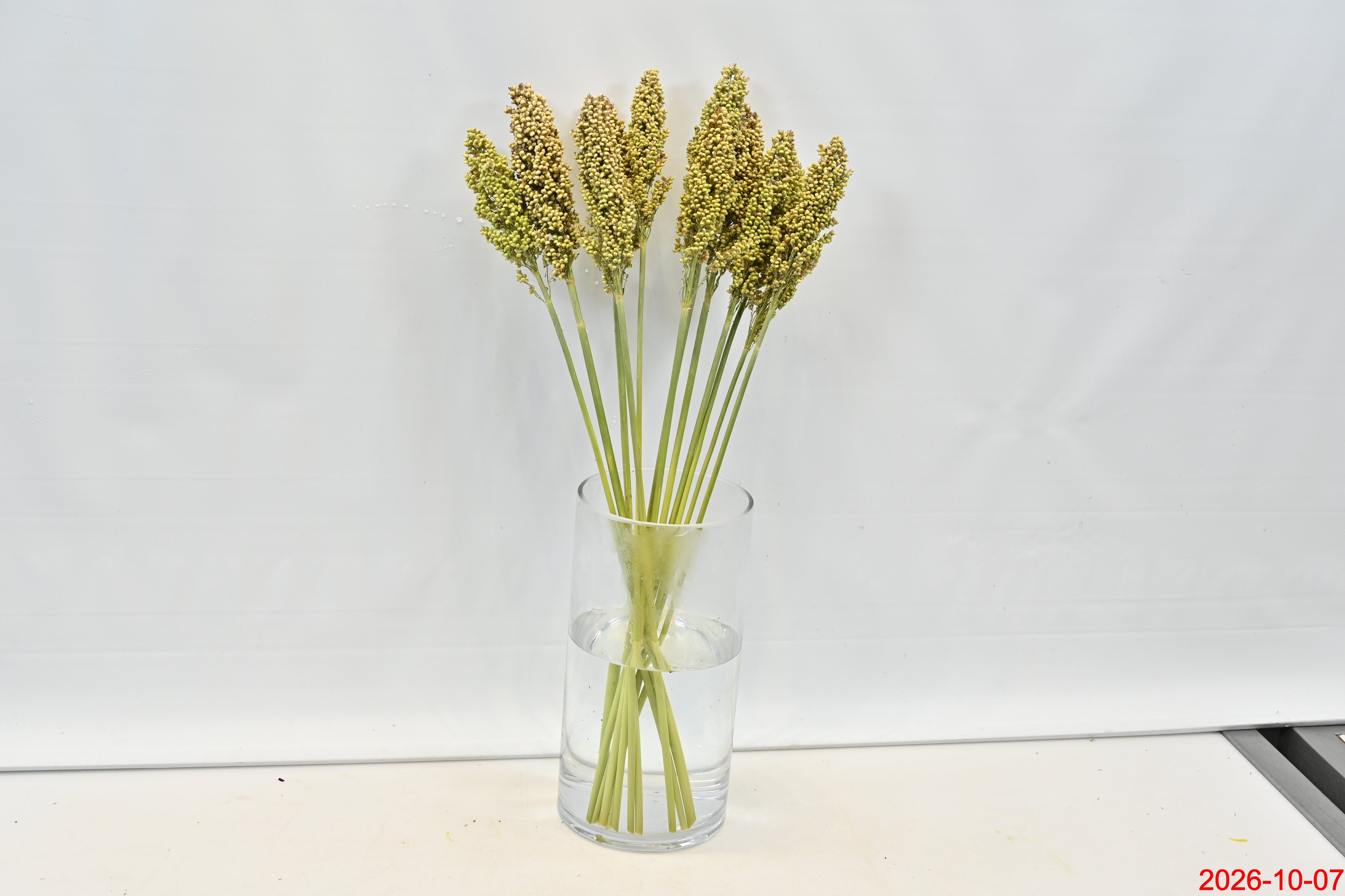 BROOMCORN Small