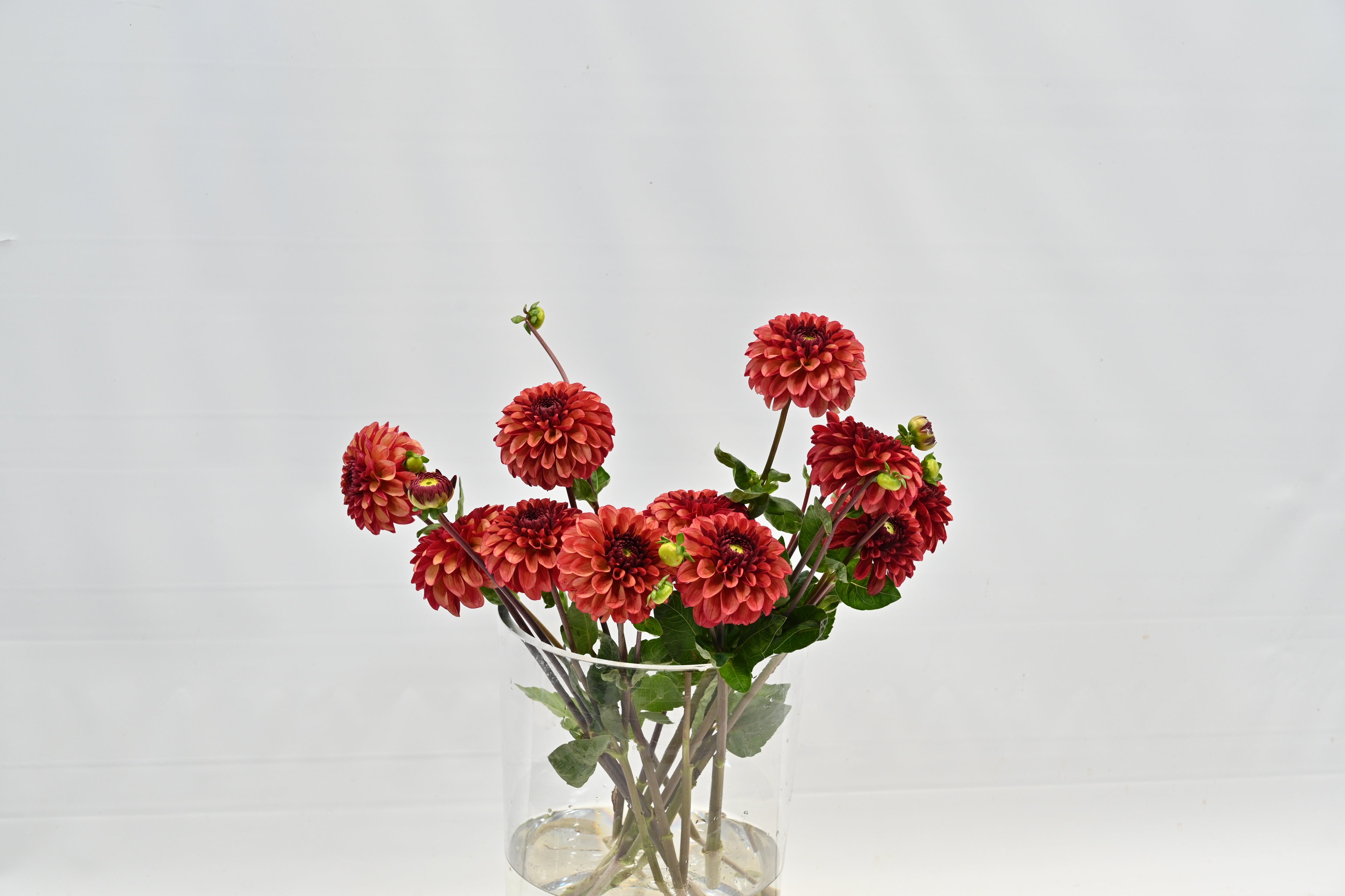 Dahlia High Fidelity Small