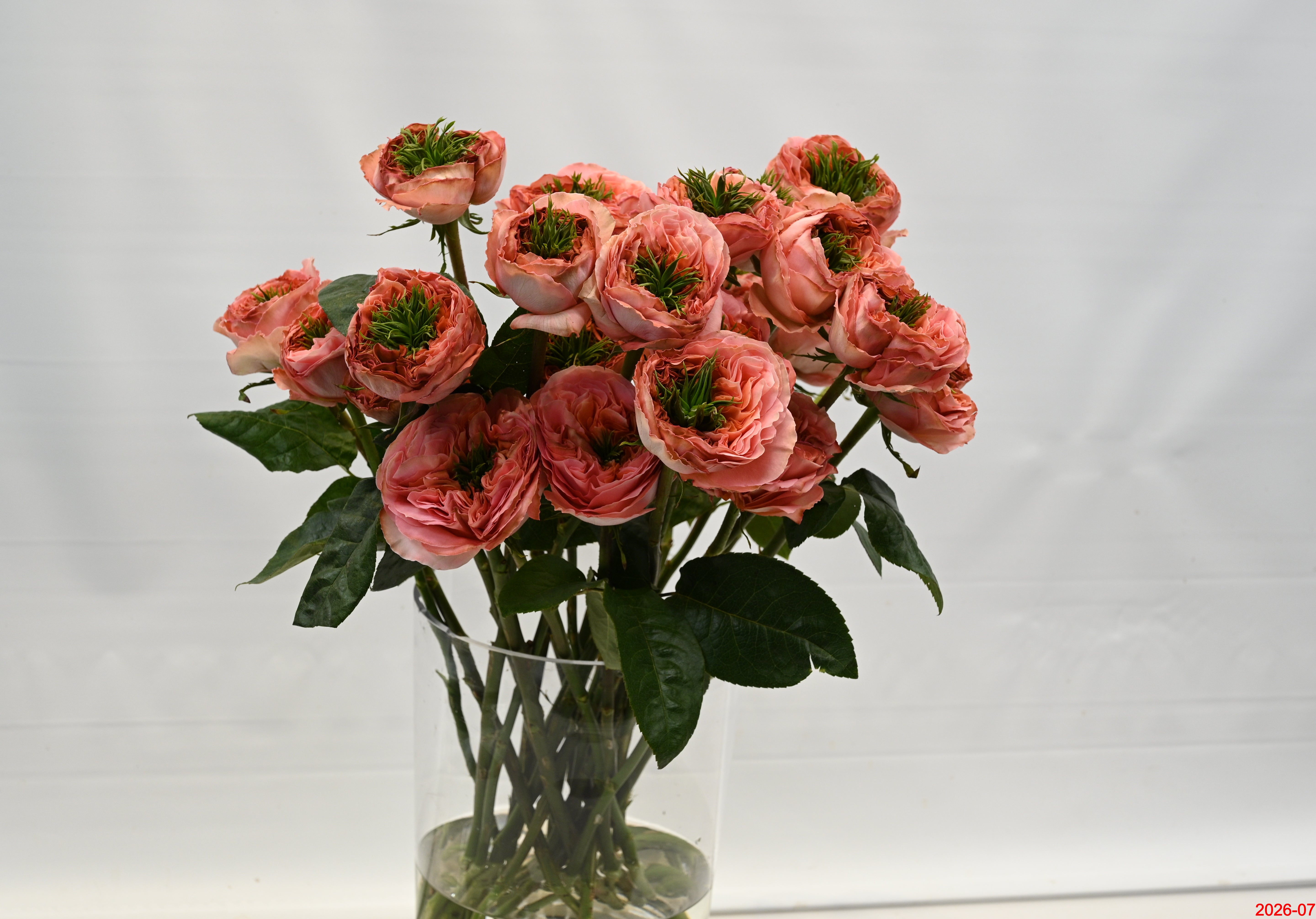 Rose Garden Mandarin X-Pression Small