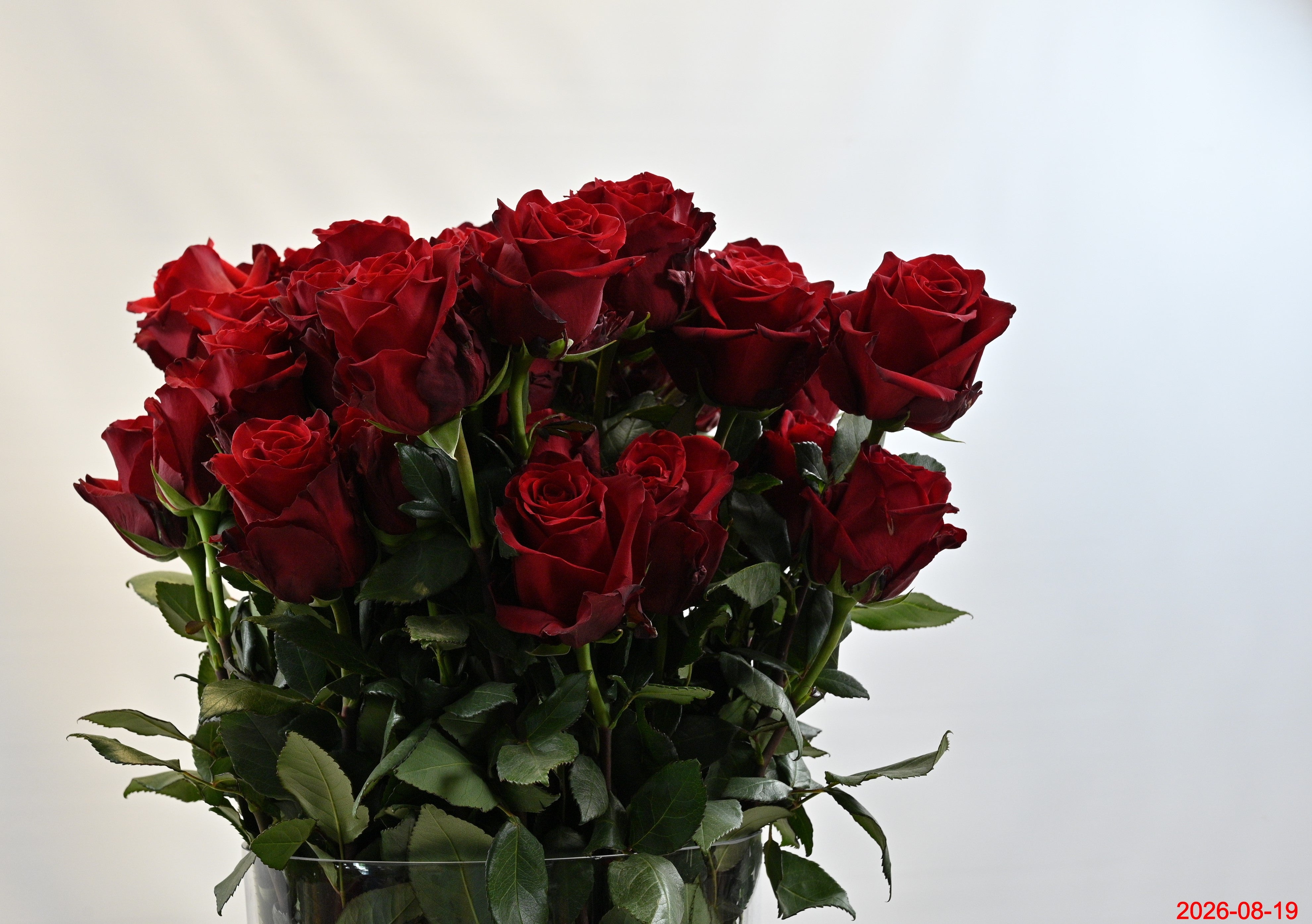 Rose Explorer 100cm Small